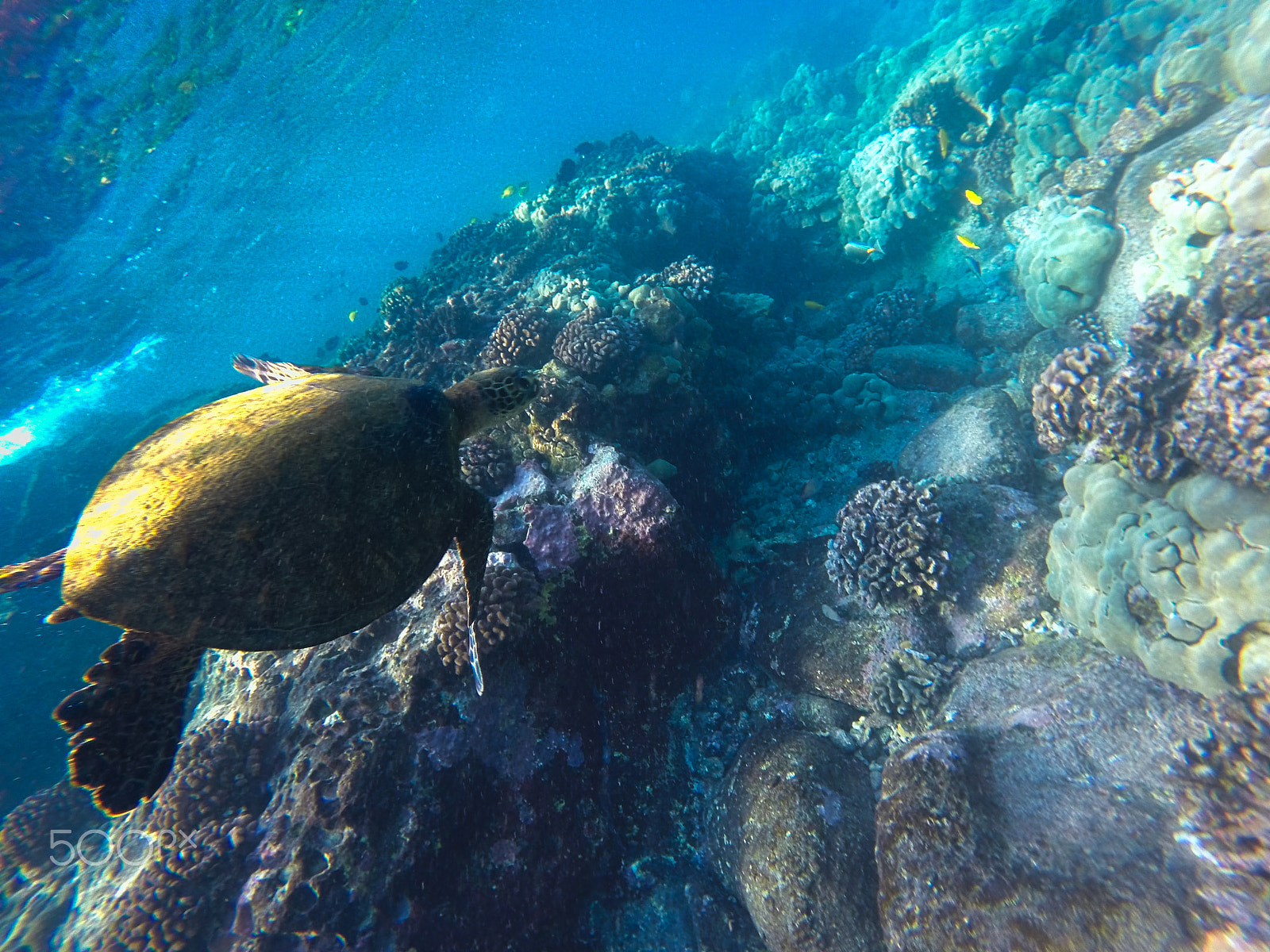 GoPro HERO3+ Black Edition sample photo. Turtle at the reef photography