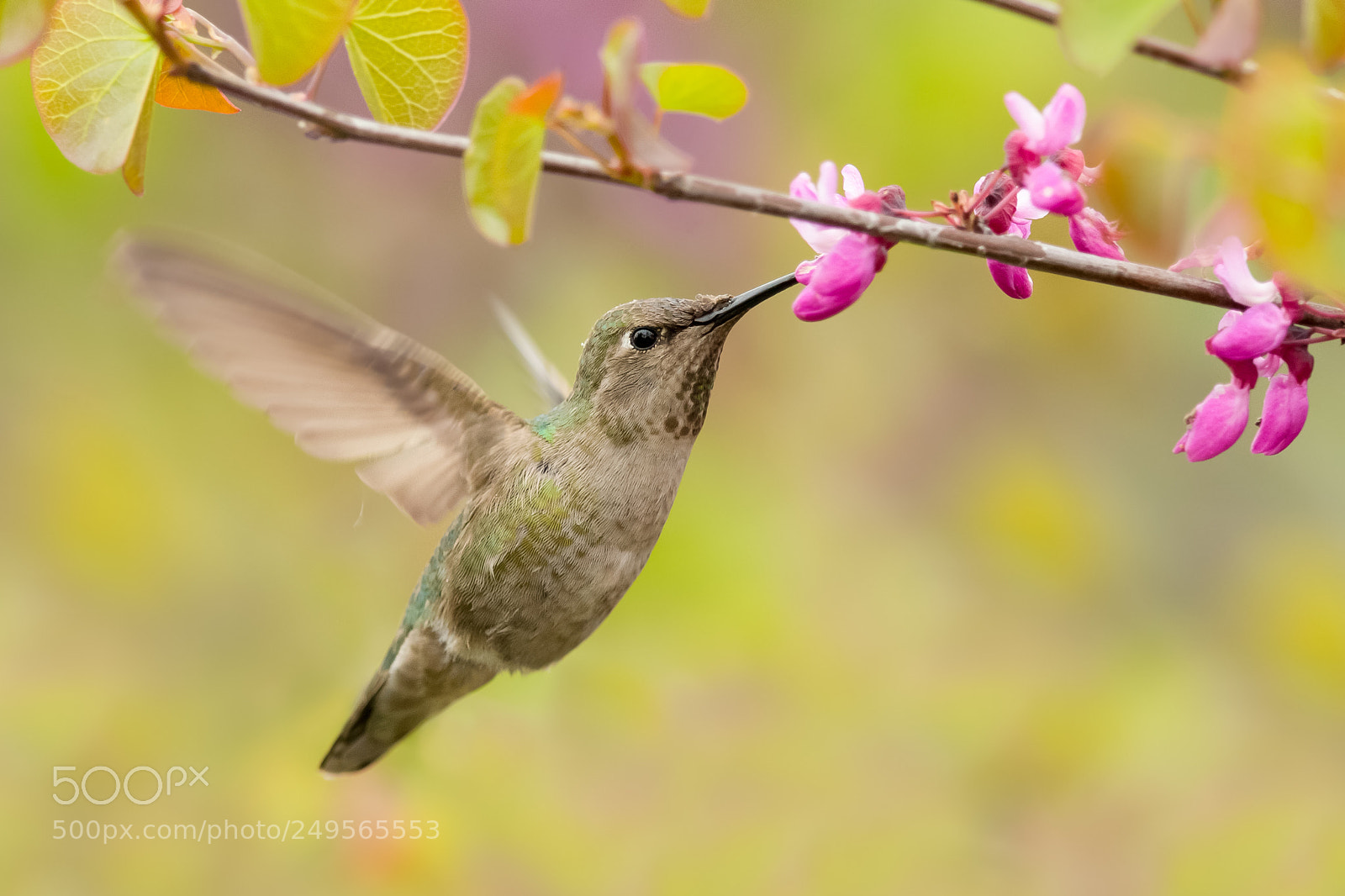 Canon EOS-1D X sample photo. Anna's hummingbird feeding photography