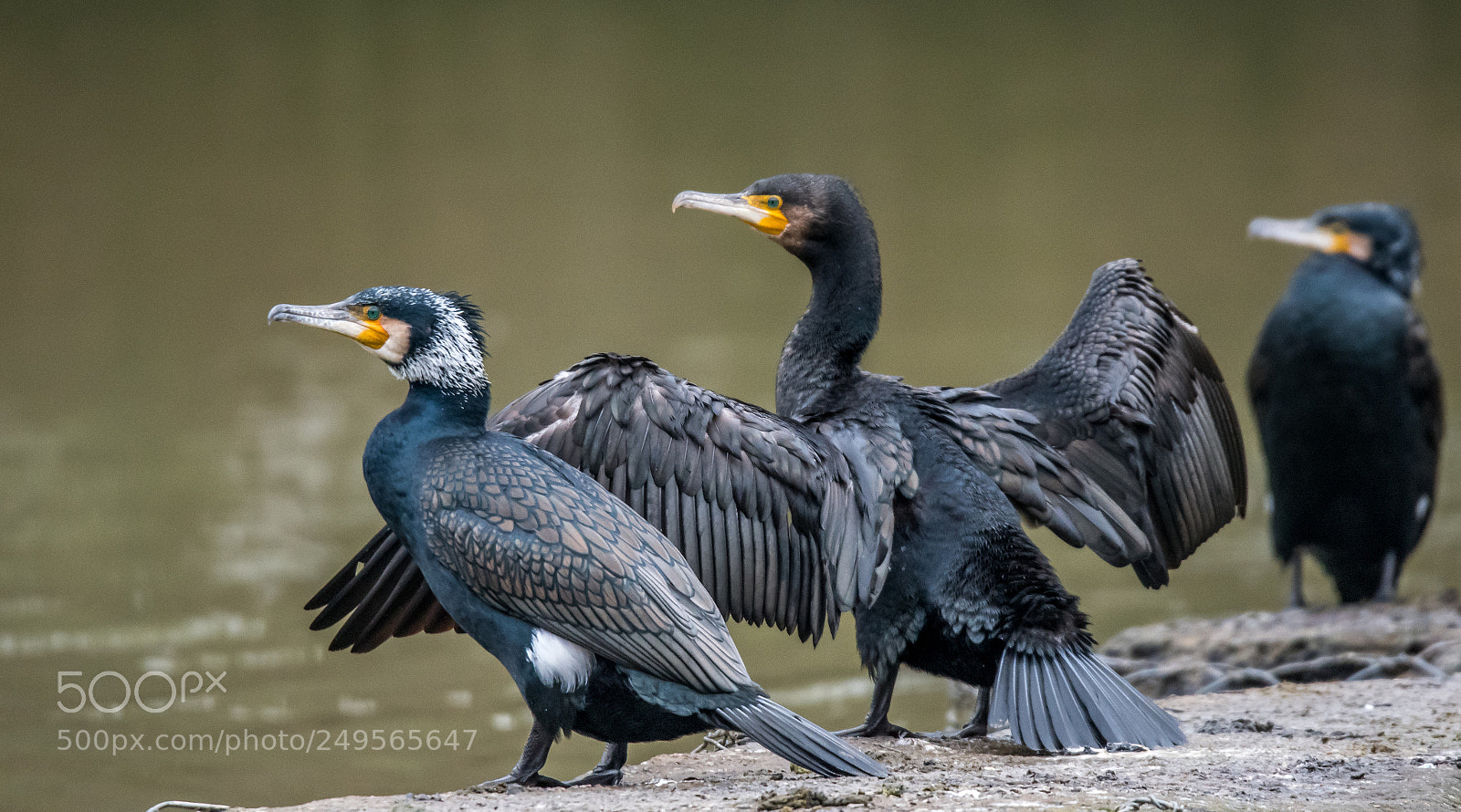 Nikon D500 sample photo. Cormorants l photography