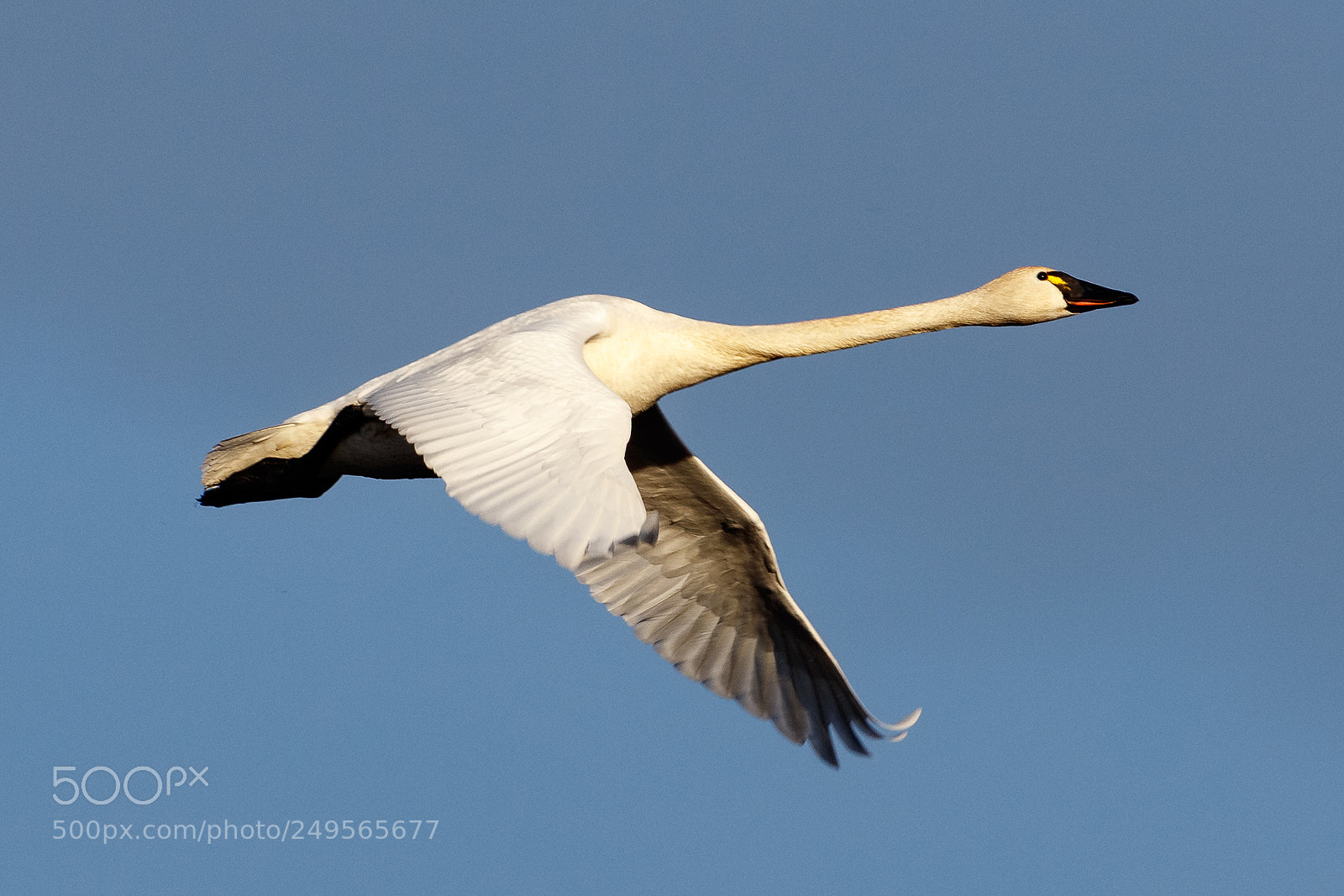 Canon EOS 5DS R sample photo. White swan photography