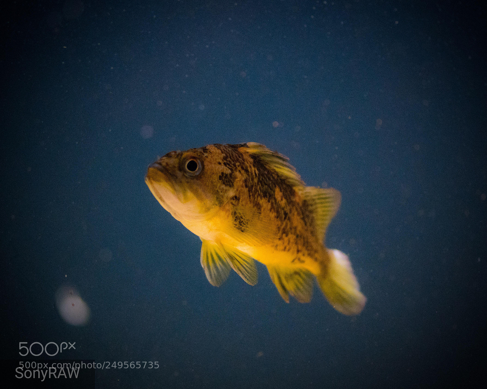 Sony a6500 sample photo. Gold fish photography