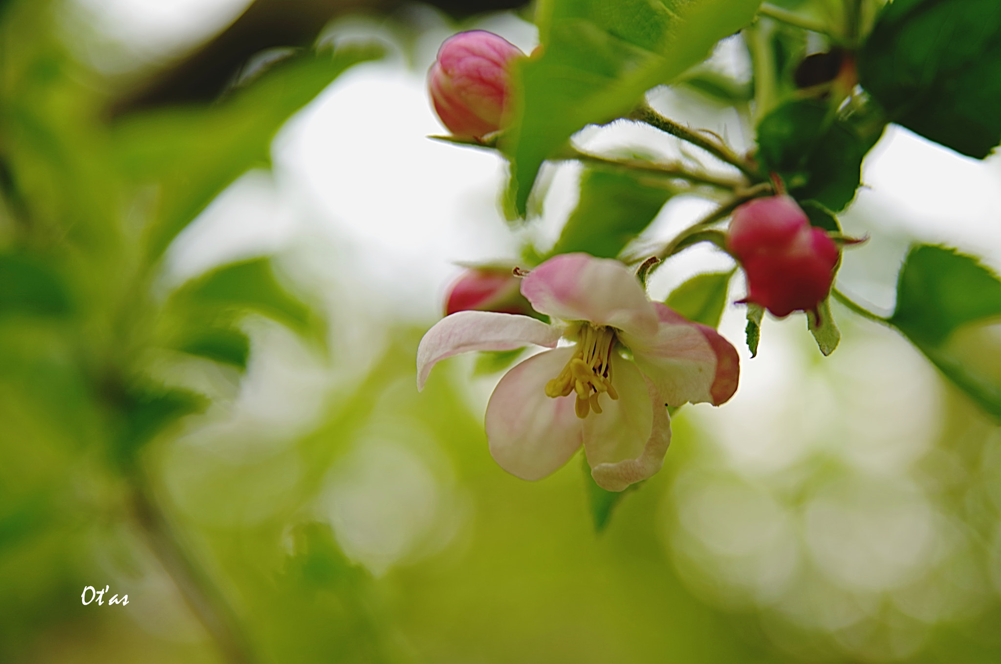Pentax K-1 sample photo. Apple blossom photography
