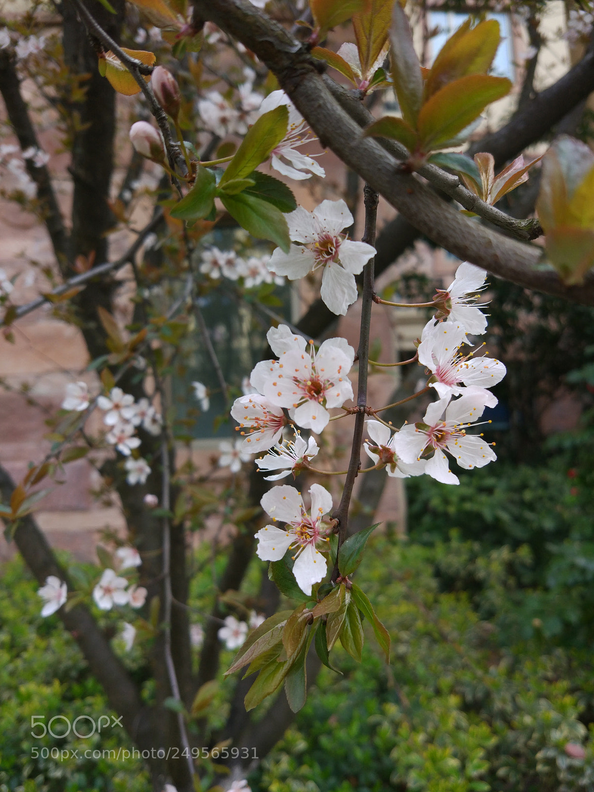 Xiaomi MI 5 sample photo. Flower photography