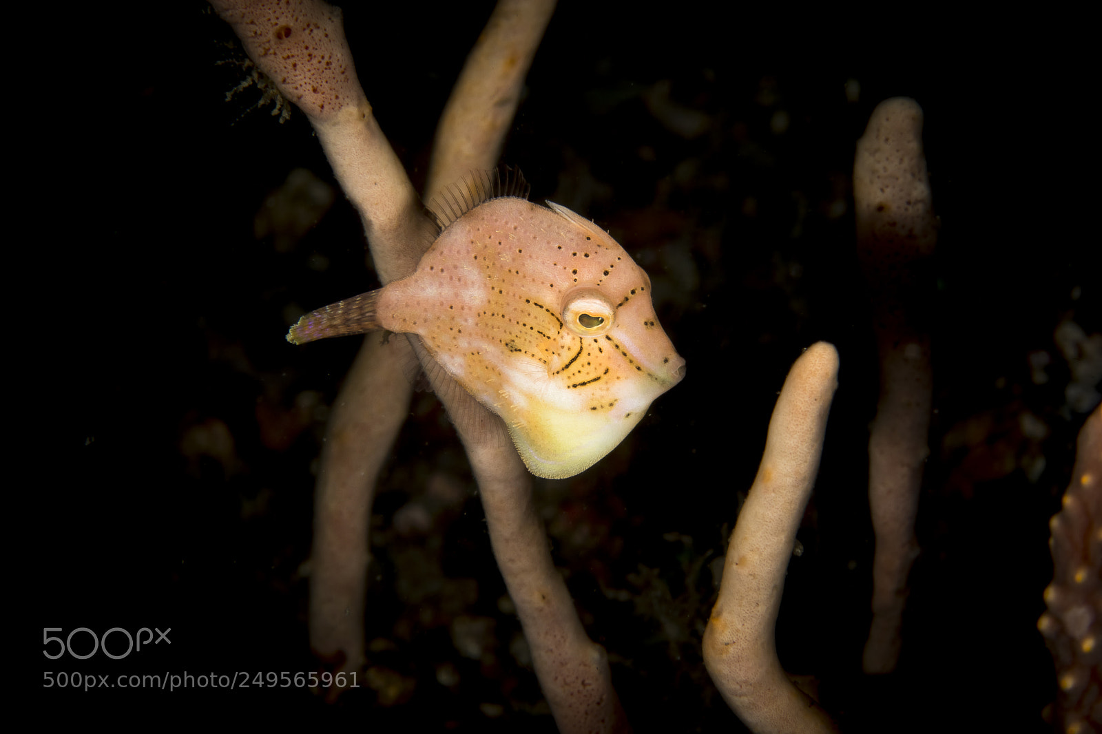 Canon EOS 5D Mark IV sample photo. Puffer filefish juvenile photography