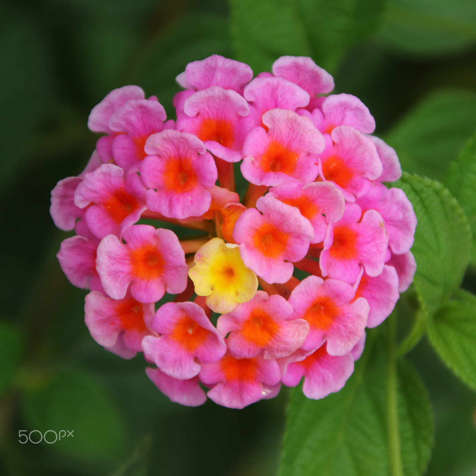 Canon TS-E 90mm F2.8 Tilt-Shift sample photo. 做自己 photography