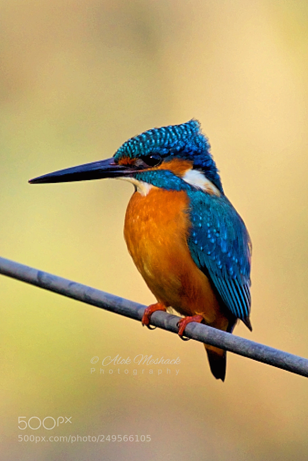 Canon EOS 80D sample photo. Common kingfisher photography