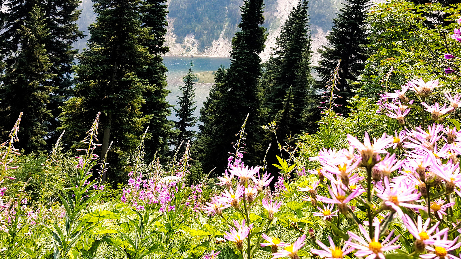 Samsung Galaxy S6 sample photo. Lake ann flowers photography