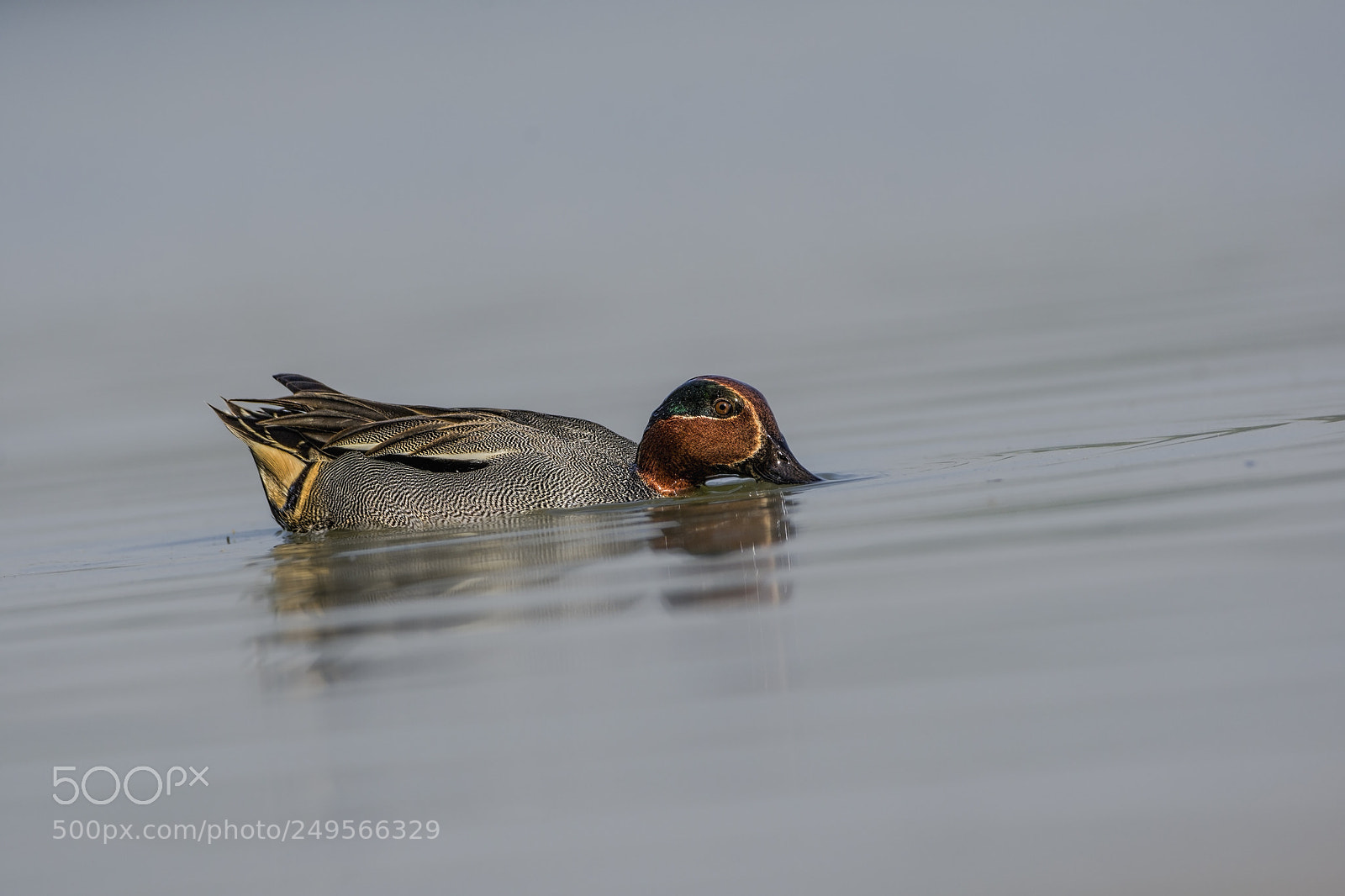 Nikon D7200 sample photo. Common teal photography