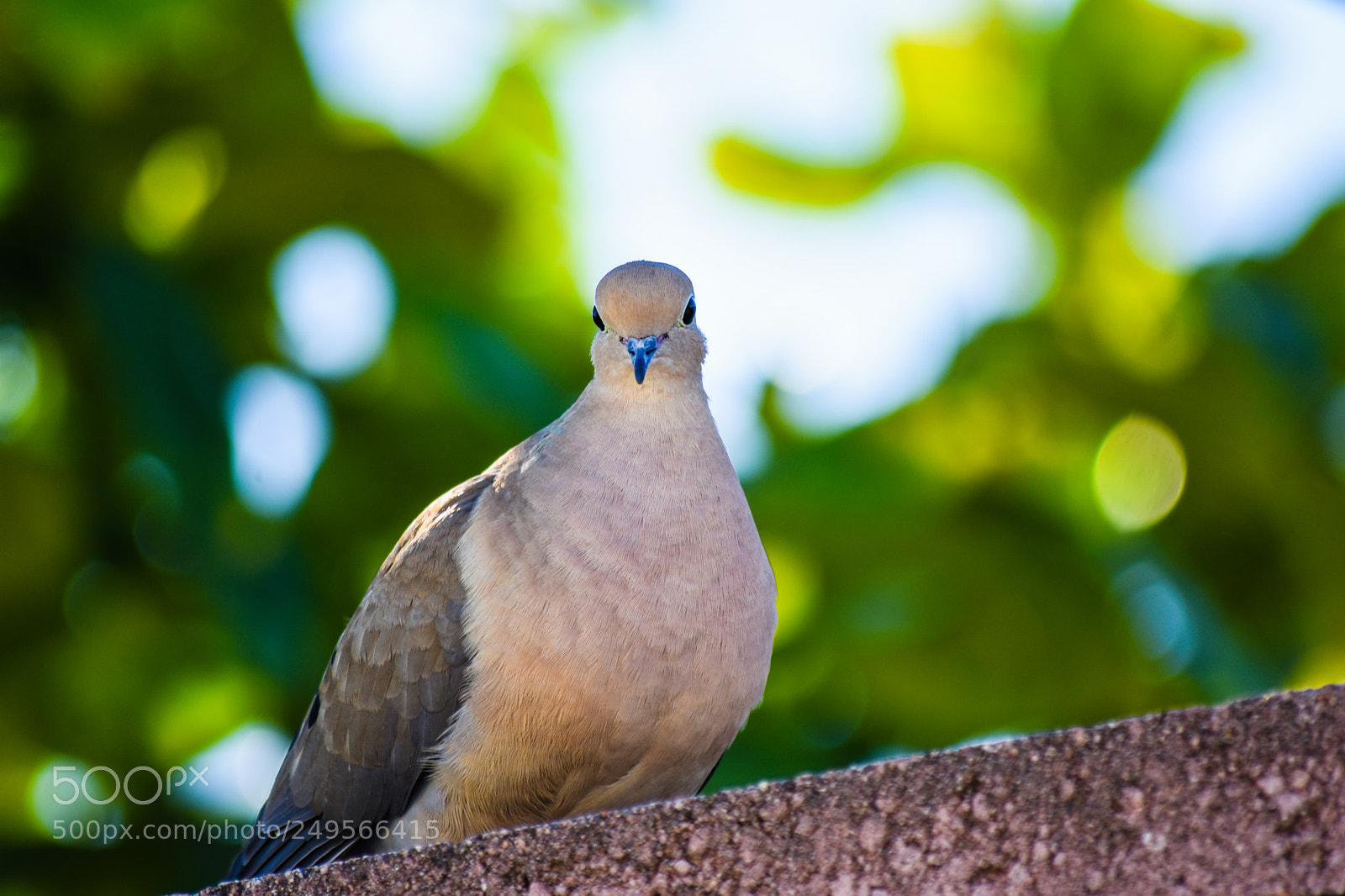 Nikon D7200 sample photo. Morning dove photography