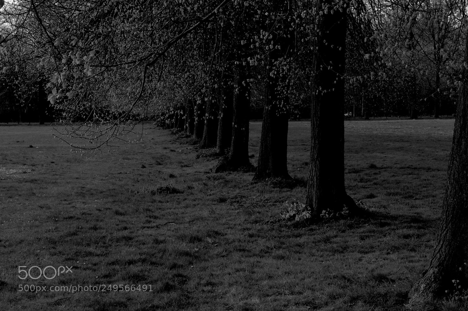 Nikon D3200 sample photo. Spring trees photography