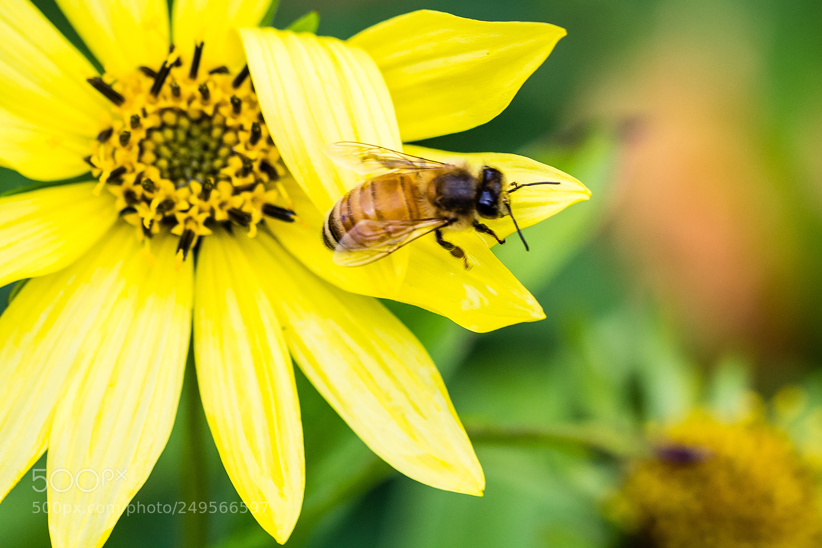 Canon EOS 60D sample photo. Honey bee in soft photography