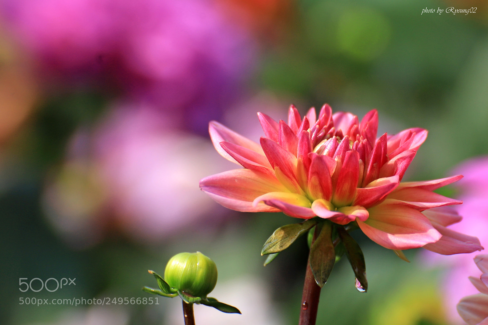 Canon EOS 6D Mark II sample photo. Hk flower show 2018 (1) photography