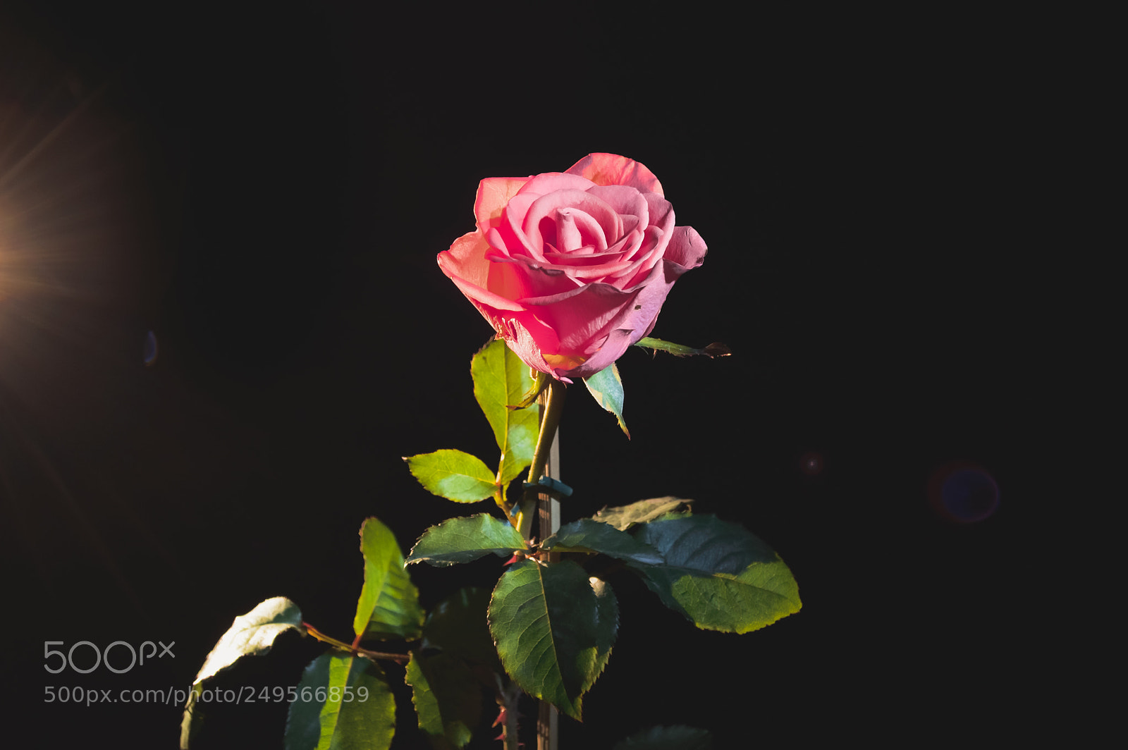 Nikon D3200 sample photo. "astrorose"! photography