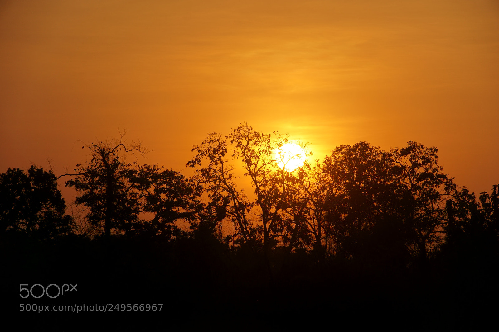 Sony a6000 sample photo. Sunset in forest photography