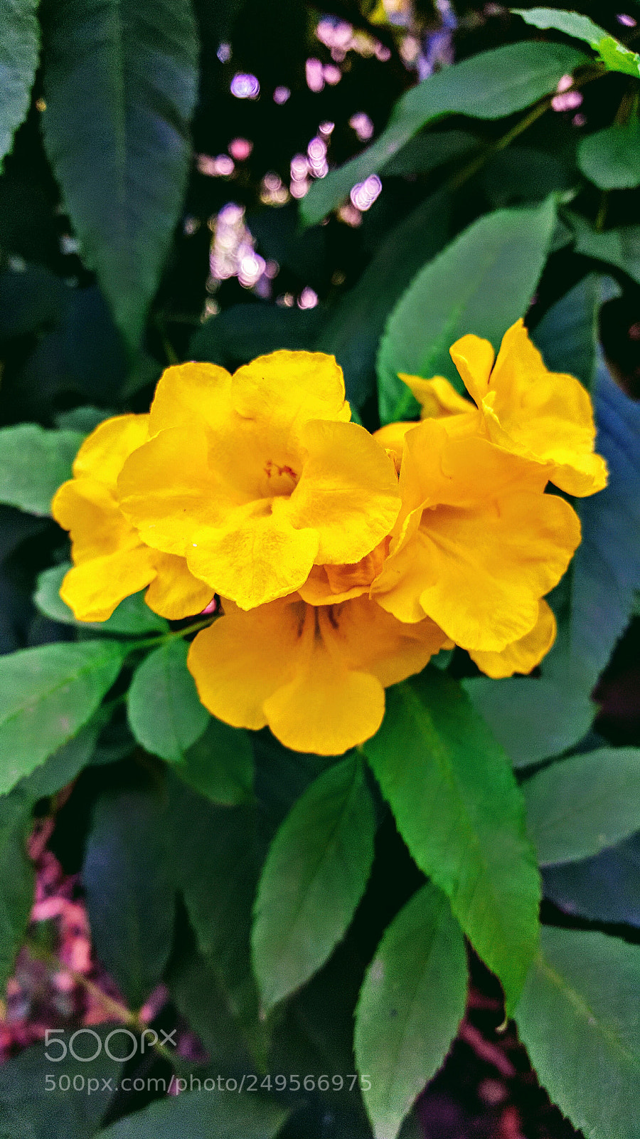 Samsung GALAXY S6 edge sample photo. Flower photography