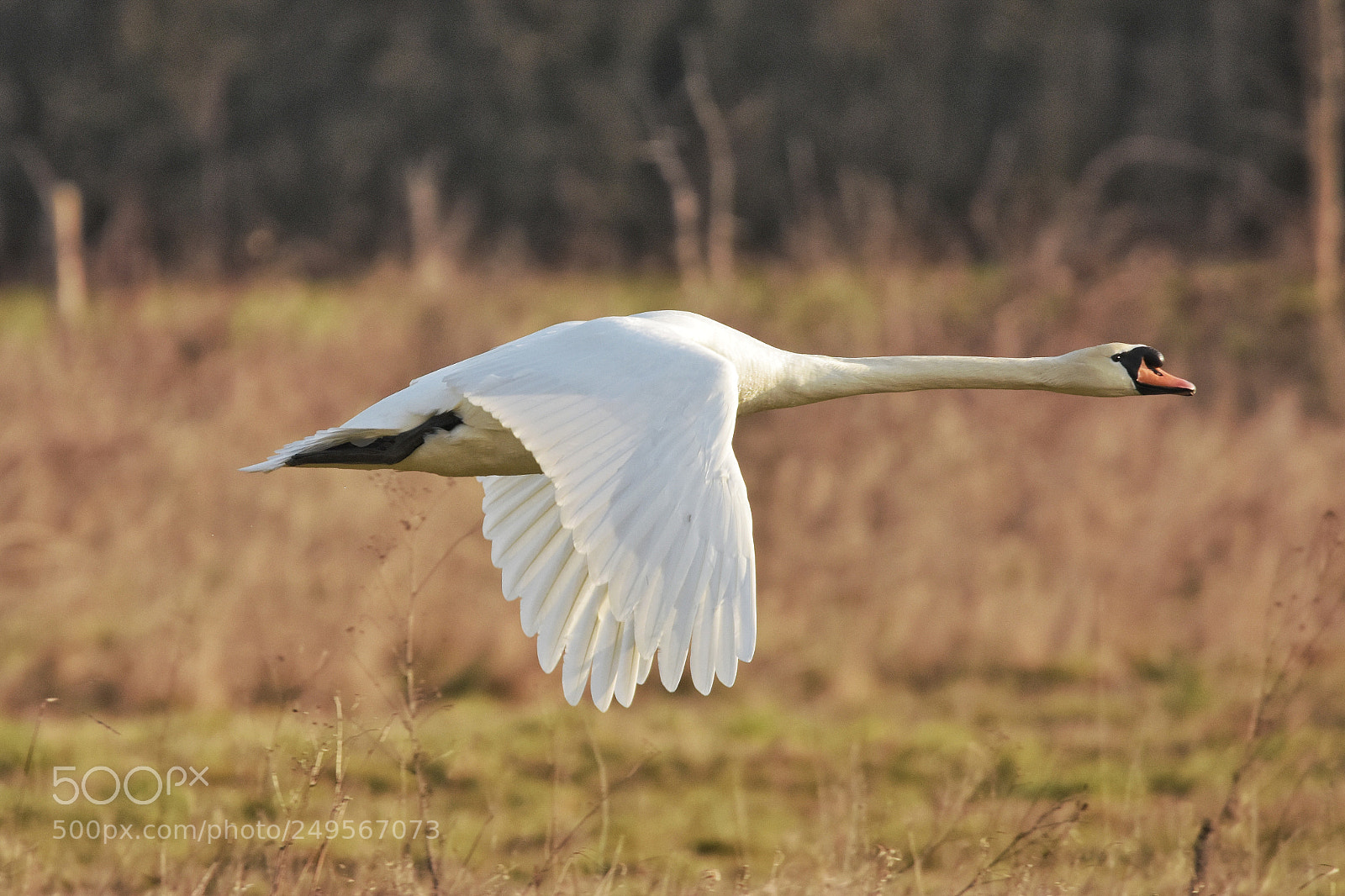 Nikon D7200 sample photo. 'mute swan cygnus olor photography