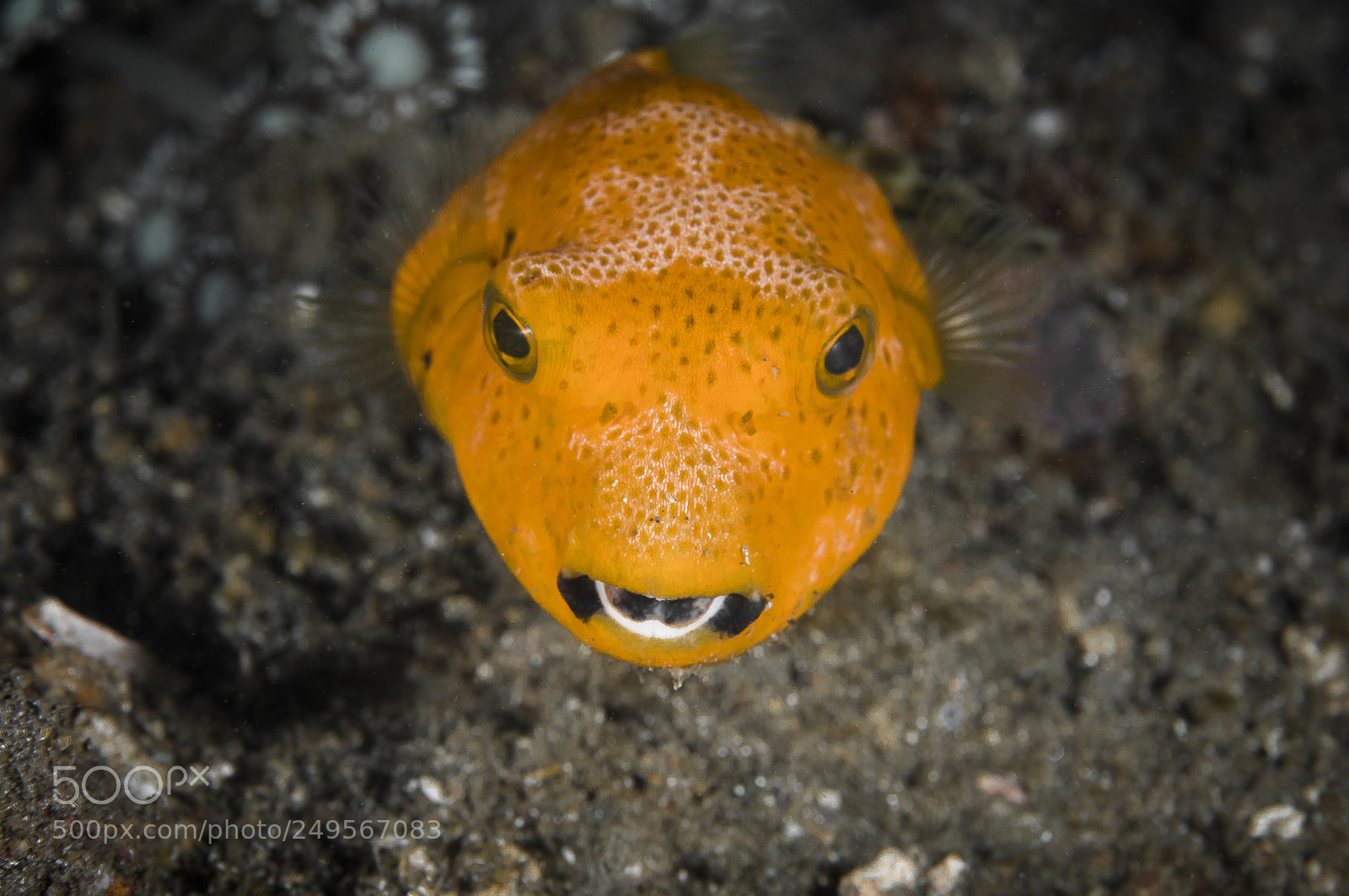 Canon EOS 5D Mark IV sample photo. Juvenile star pufferfish photography