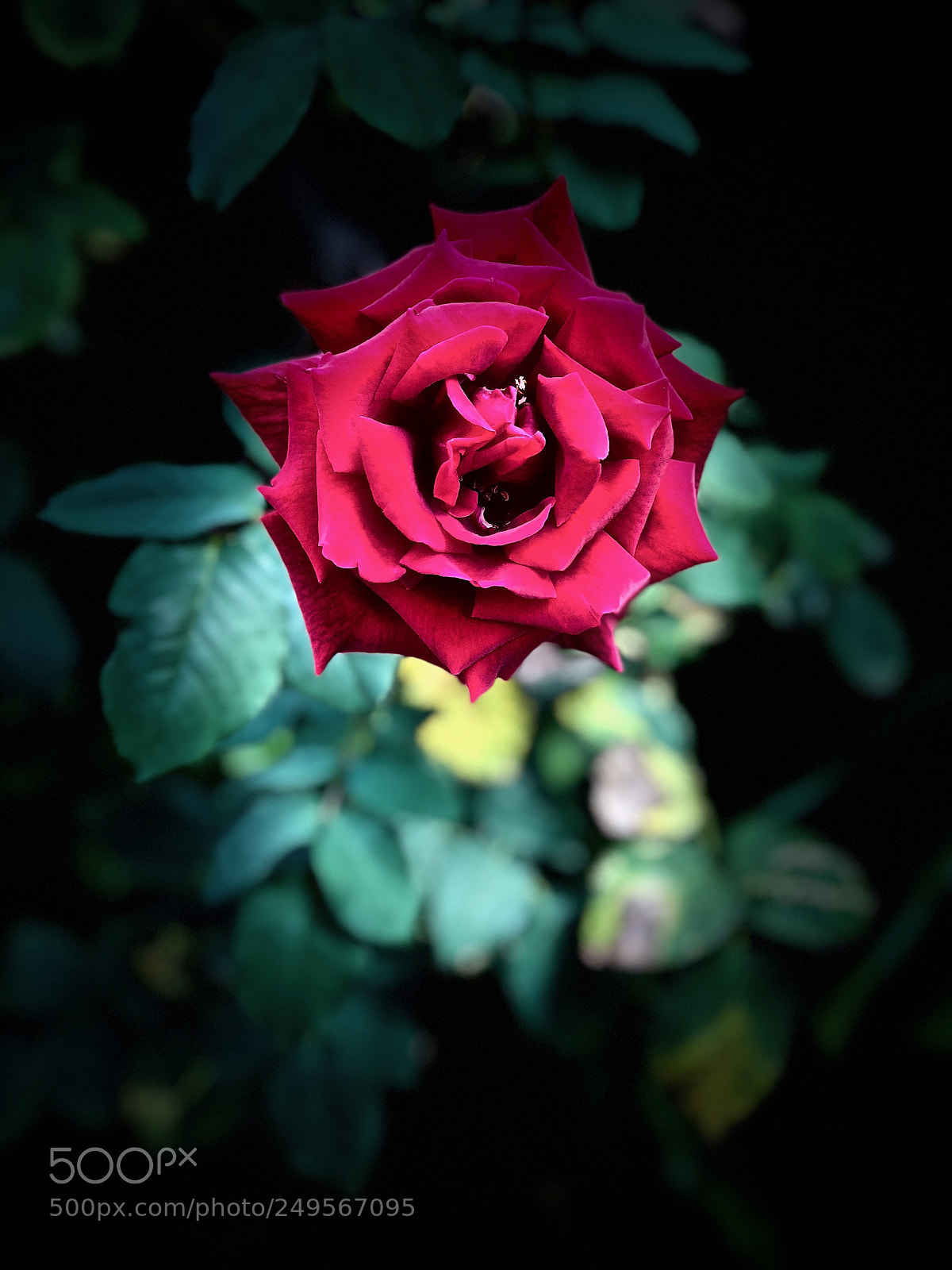 Apple iPhone X sample photo. Red photography