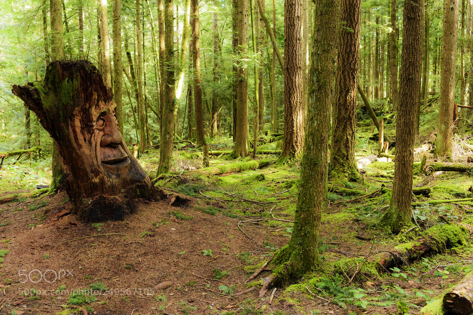 Nikon D810 sample photo. Seen in the woods photography