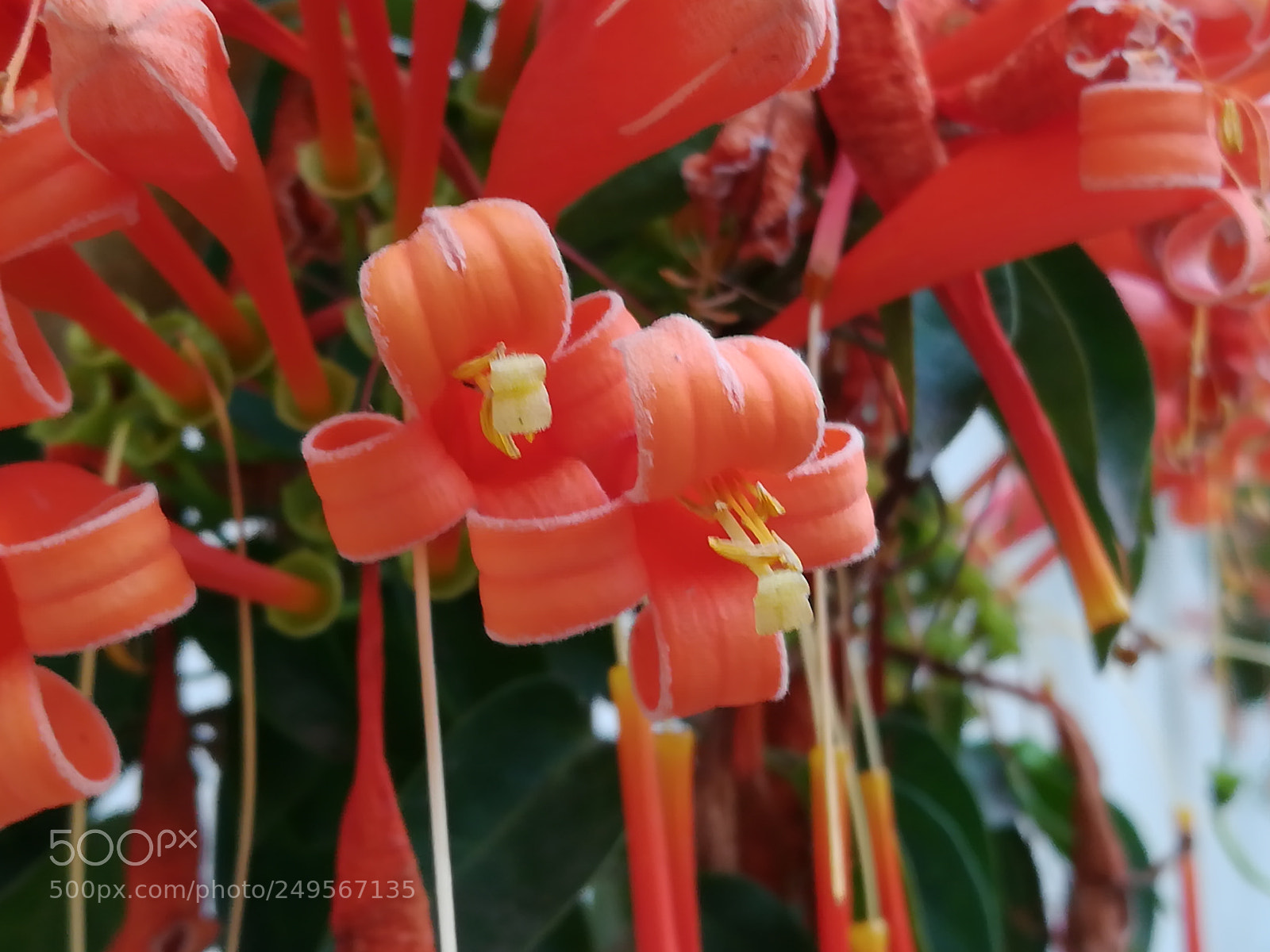 HUAWEI honor 6x sample photo. Orange flowers photography