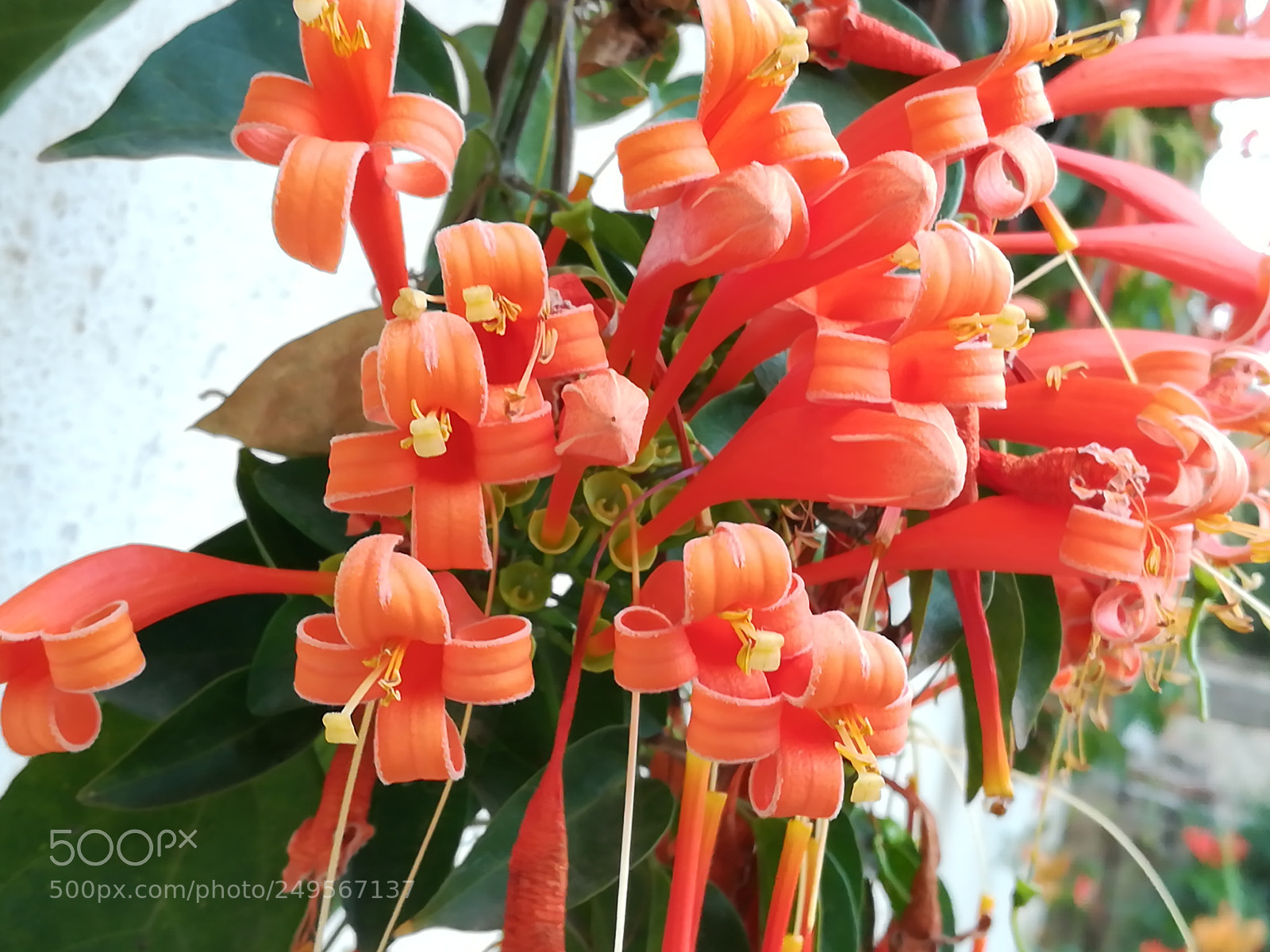 HUAWEI honor 6x sample photo. Orange flowers photography