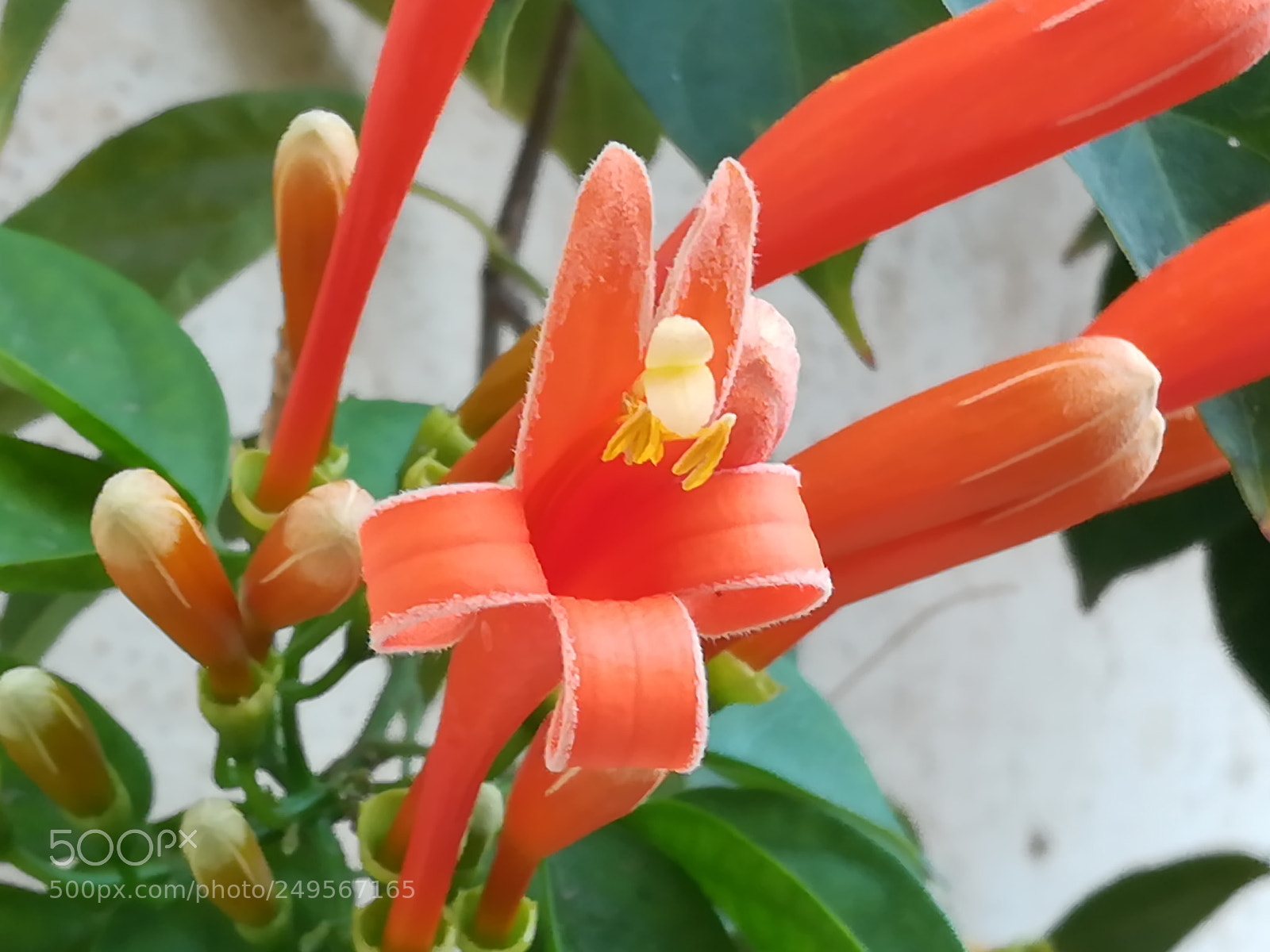 HUAWEI honor 6x sample photo. Orange flowers photography