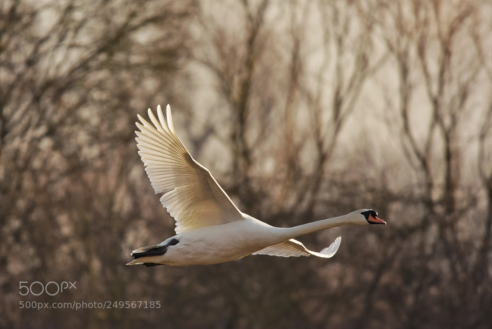 Nikon D7200 sample photo. 'mute swan cygnus olor photography