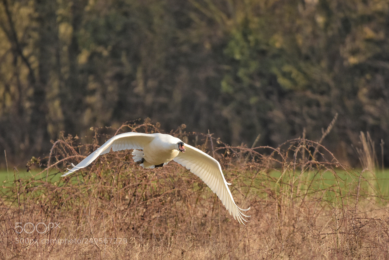 Nikon D7200 sample photo. 'mute swan cygnus olor photography