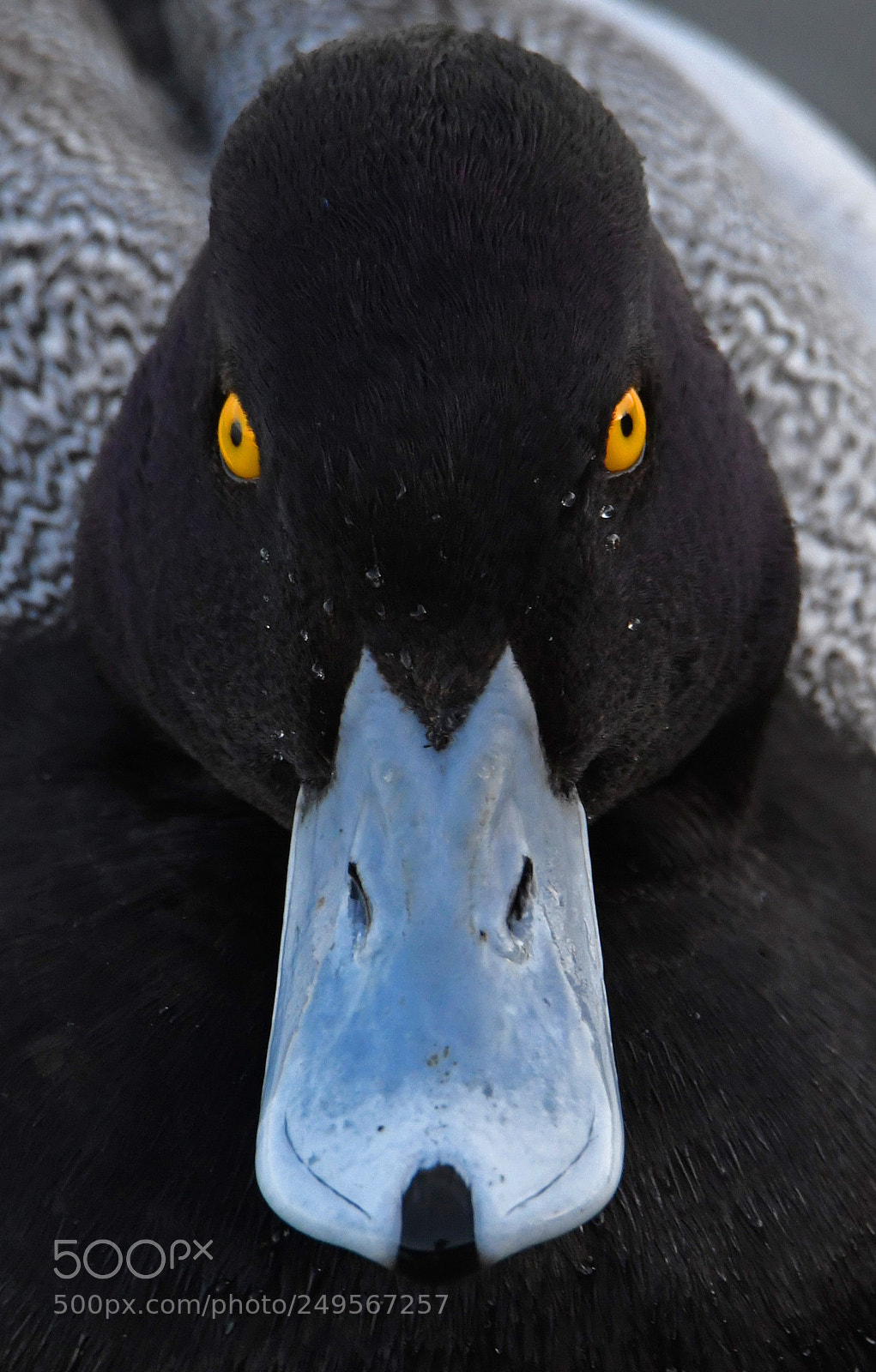 Nikon D500 sample photo. Lesser scaup photography