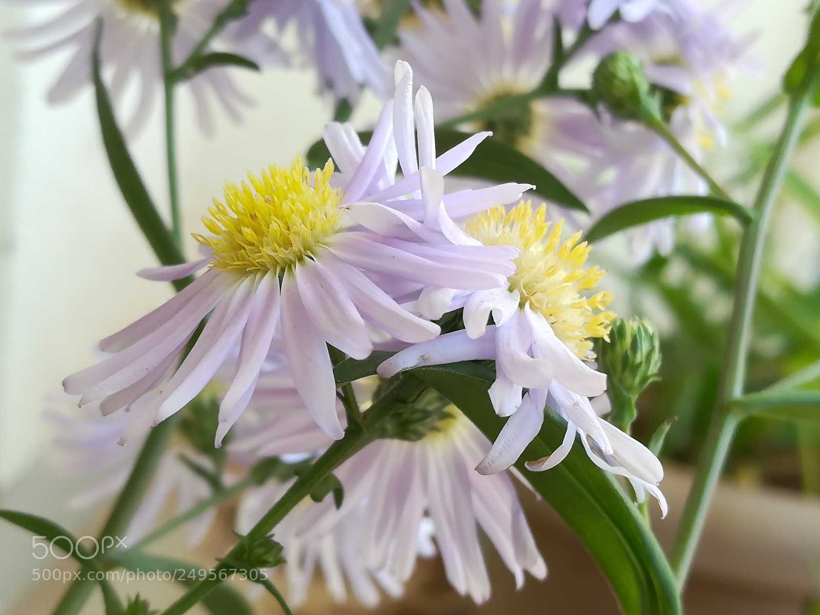 HUAWEI honor 6x sample photo. Flowers lilac photography
