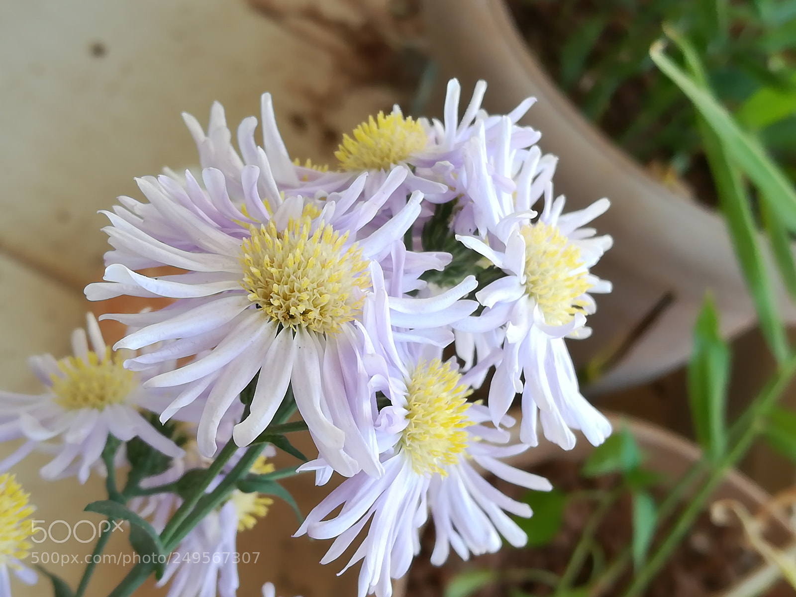 HUAWEI honor 6x sample photo. Flowers lilac photography