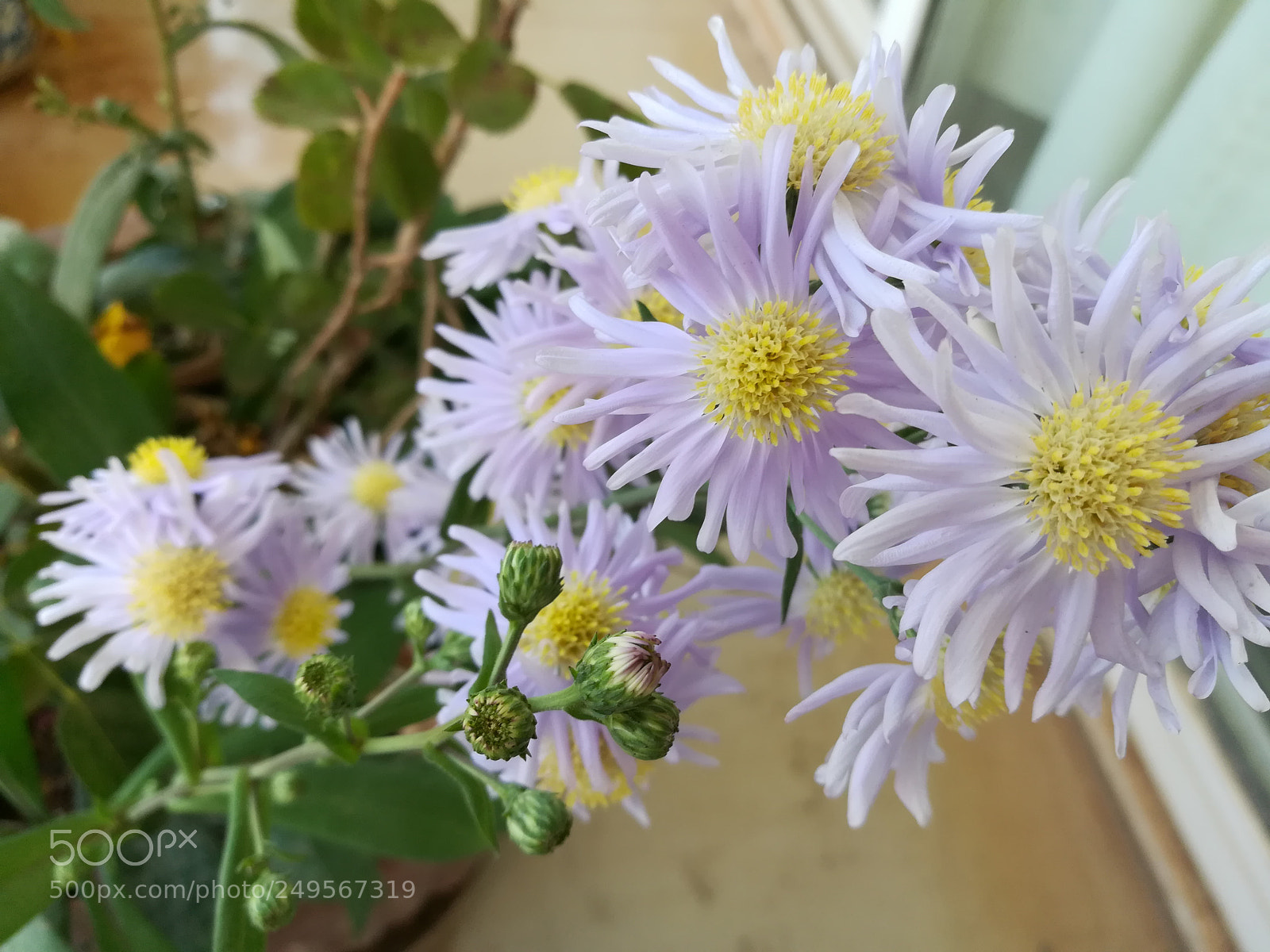 HUAWEI honor 6x sample photo. Flowers lilac photography