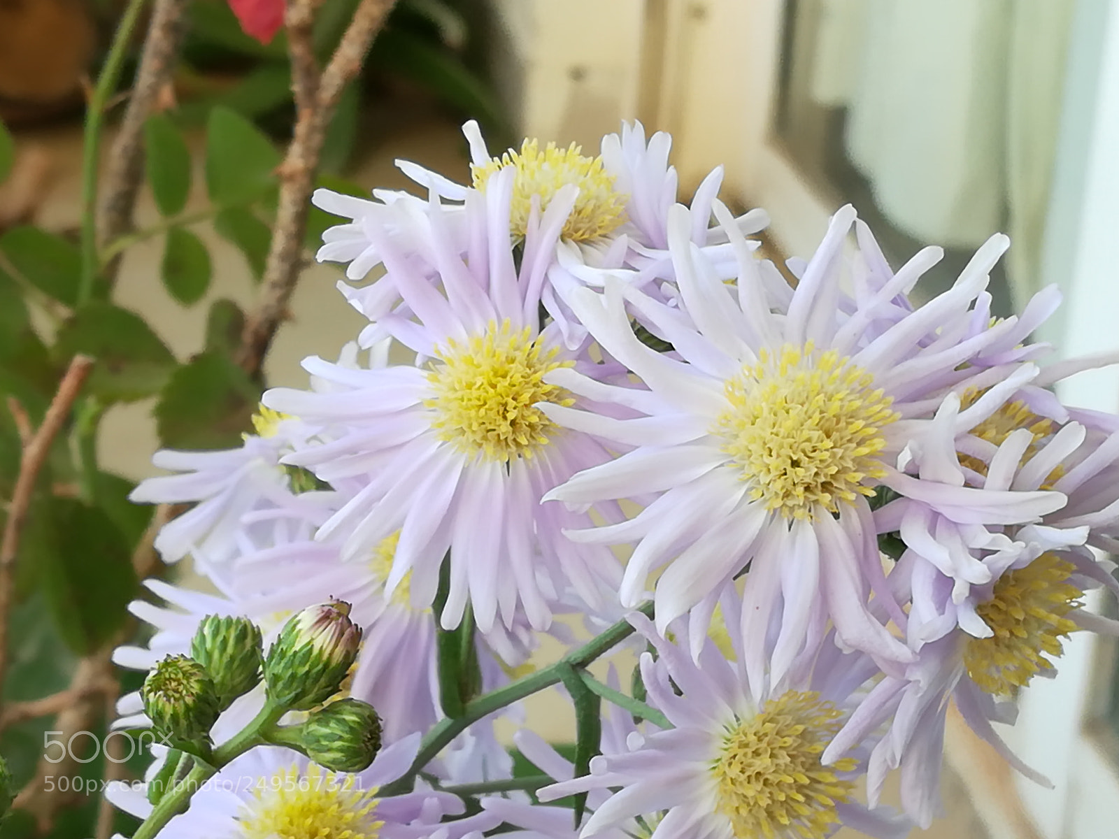 HUAWEI honor 6x sample photo. Flowers lilac photography