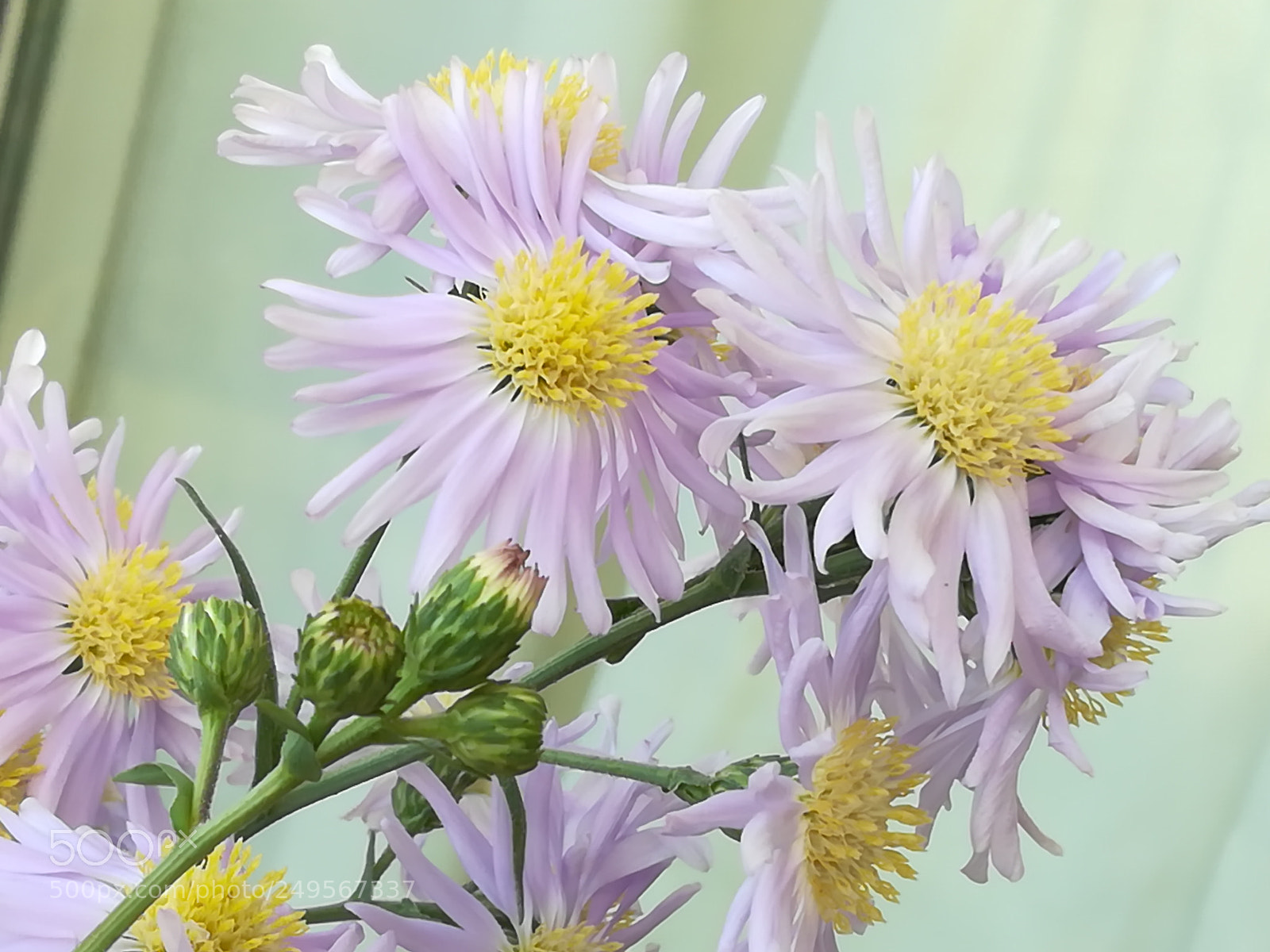 HUAWEI honor 6x sample photo. Flowers lilac photography