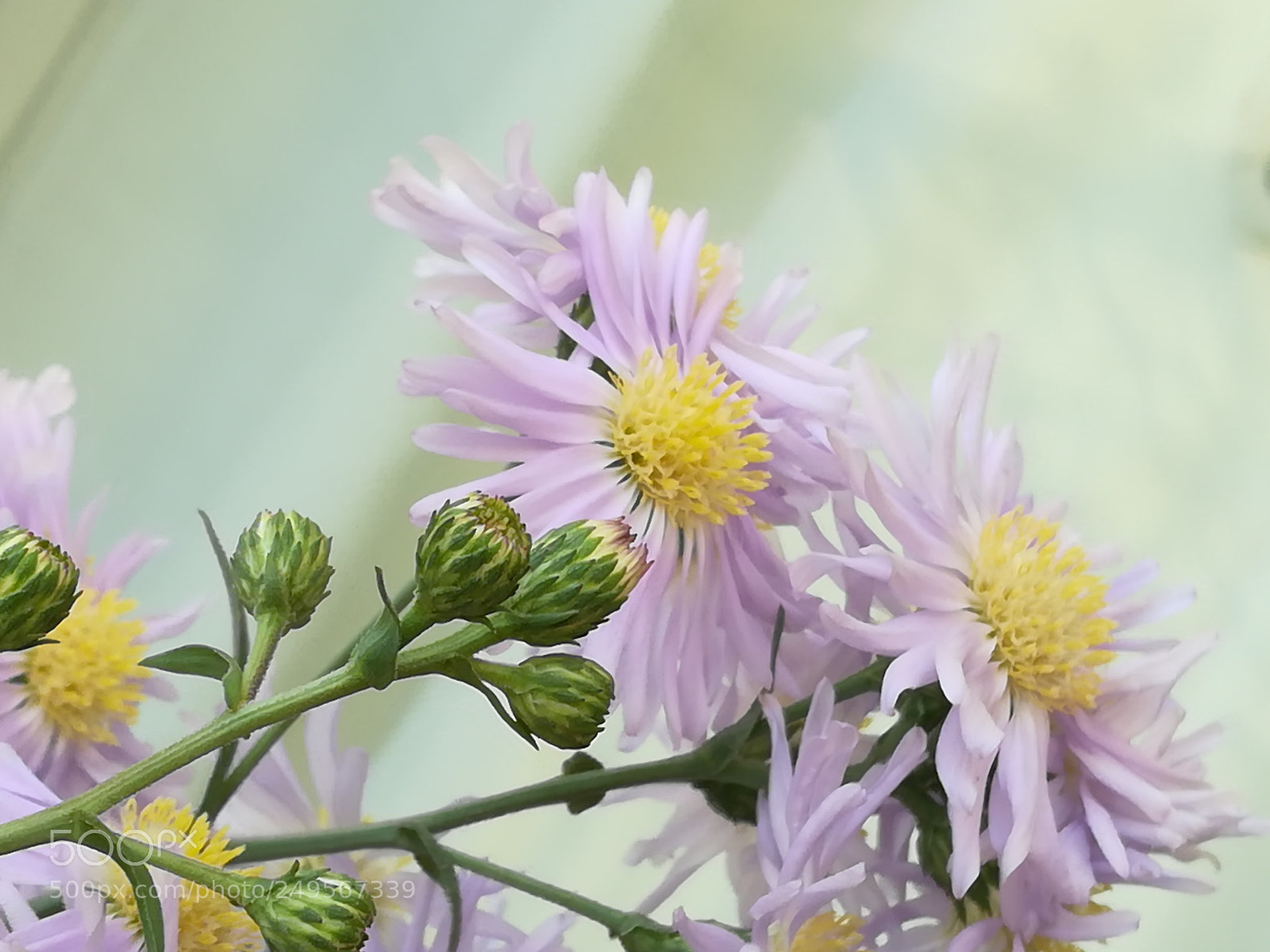 HUAWEI honor 6x sample photo. Flowers lilac photography