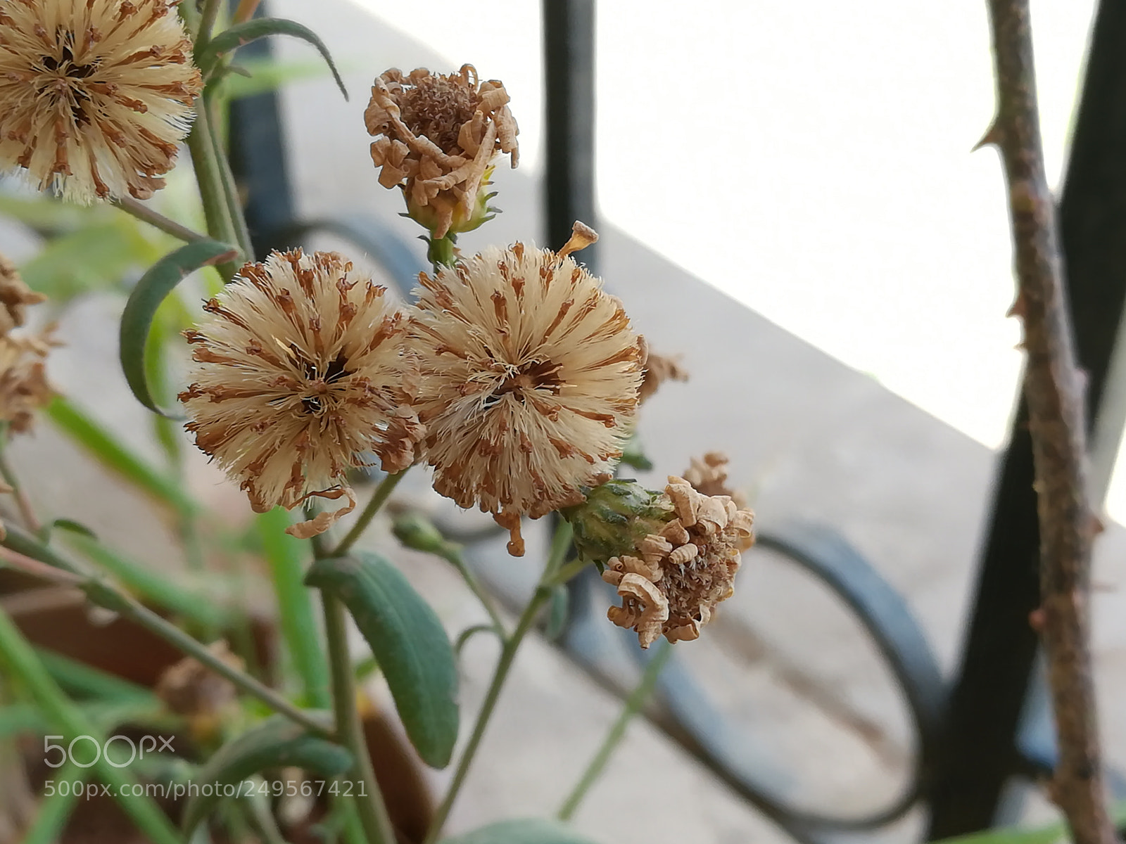 HUAWEI honor 6x sample photo. Beauty of dried flowers photography