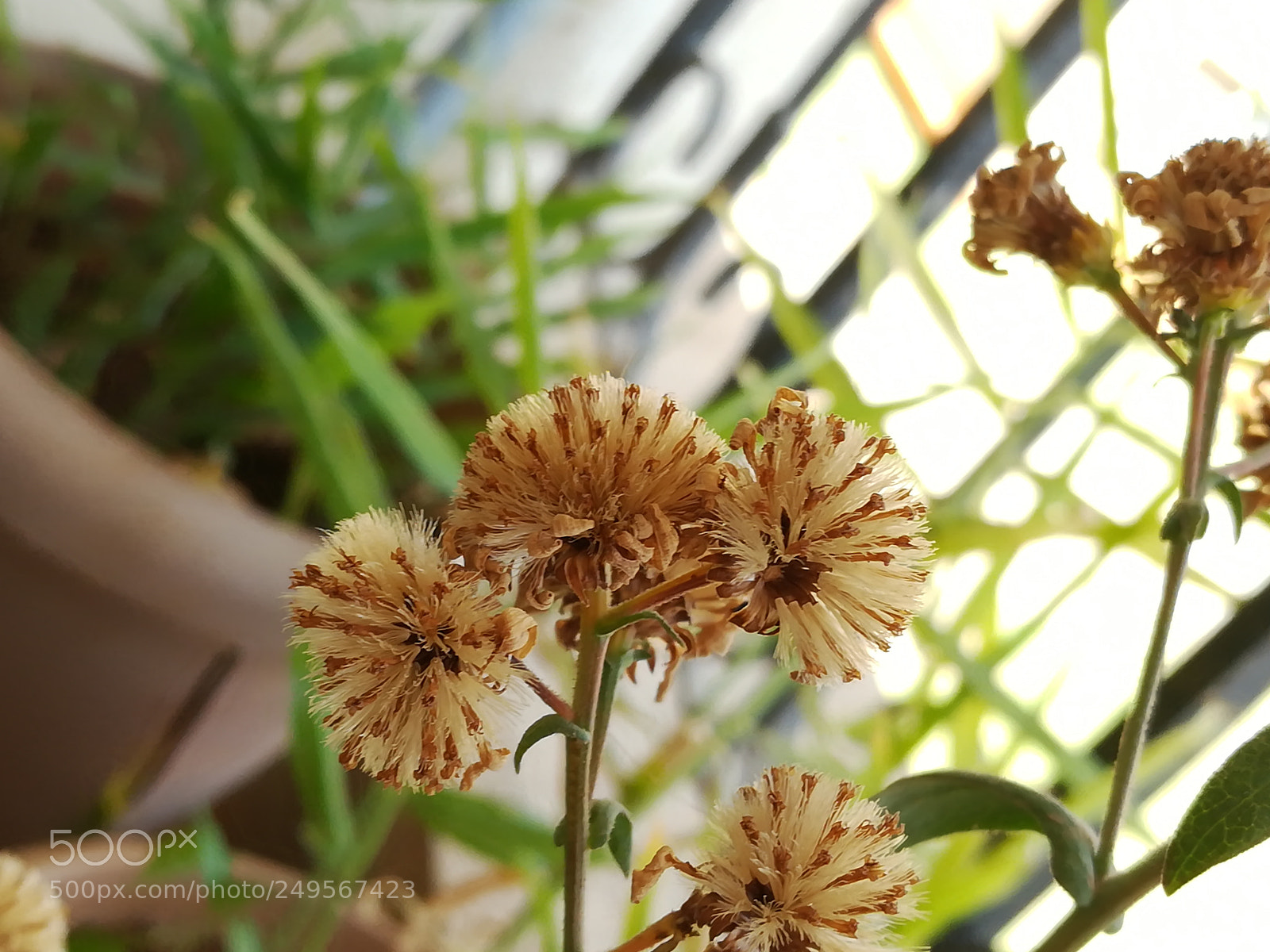HUAWEI honor 6x sample photo. Beauty of dried flowers photography