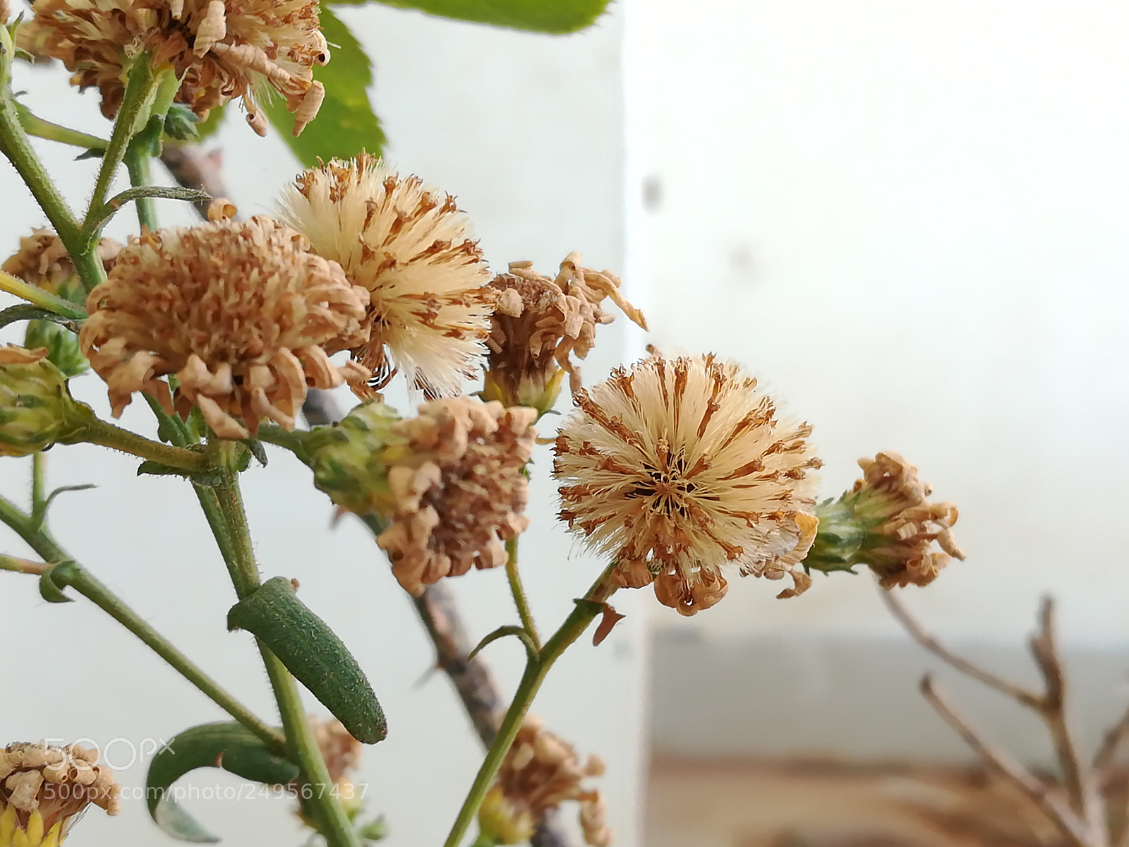 HUAWEI honor 6x sample photo. Beauty of dried flowers photography