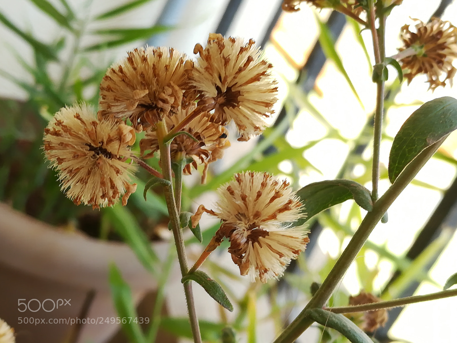 HUAWEI honor 6x sample photo. Beauty of dried flowers photography
