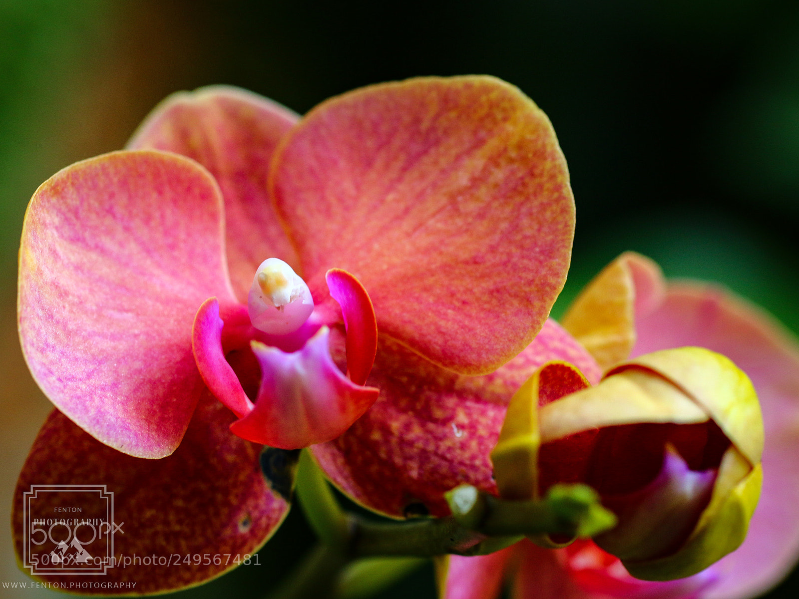 Canon EOS 70D sample photo. Orchid photography