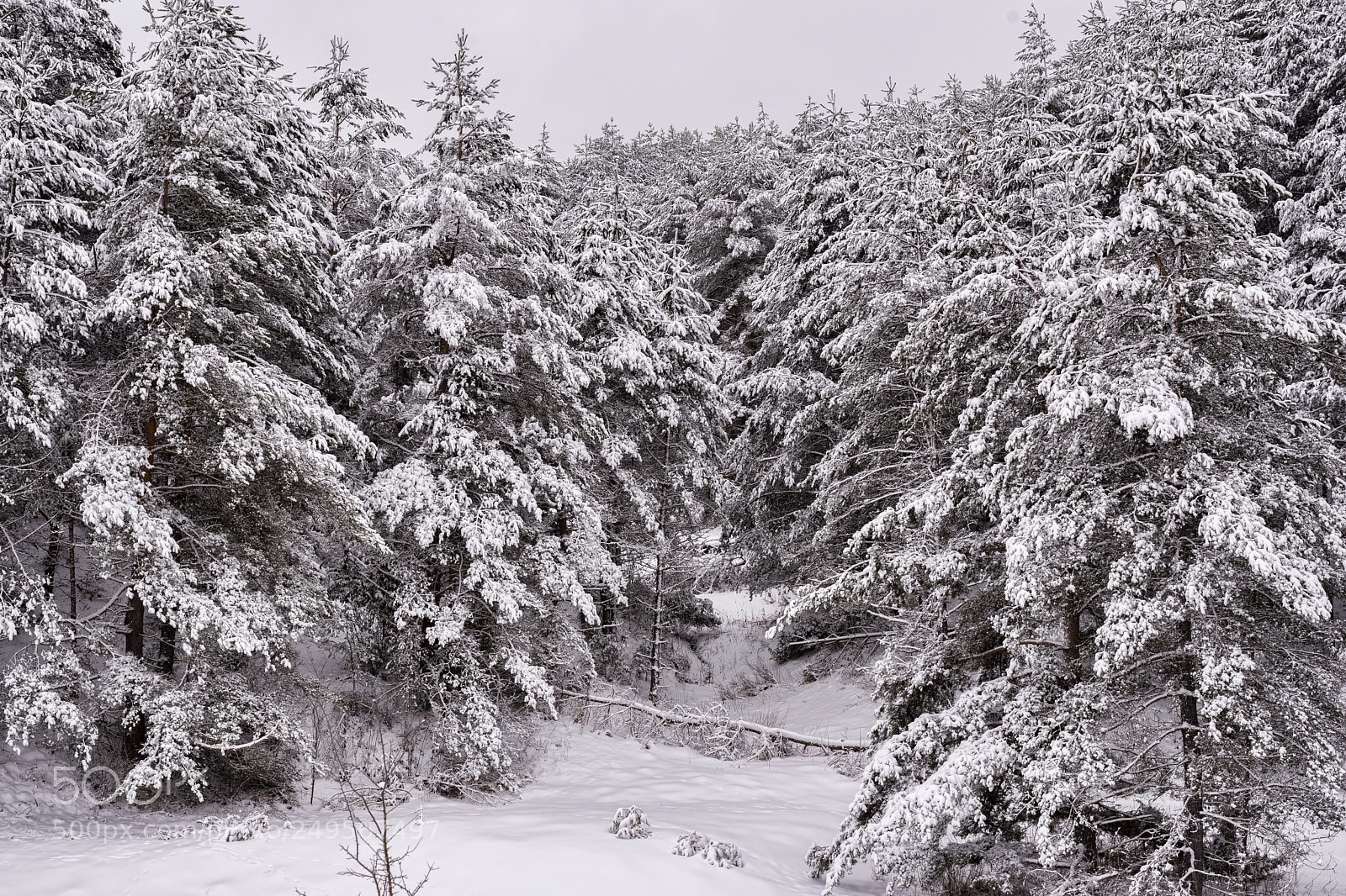 Nikon D610 sample photo. Winter forest landscape photography