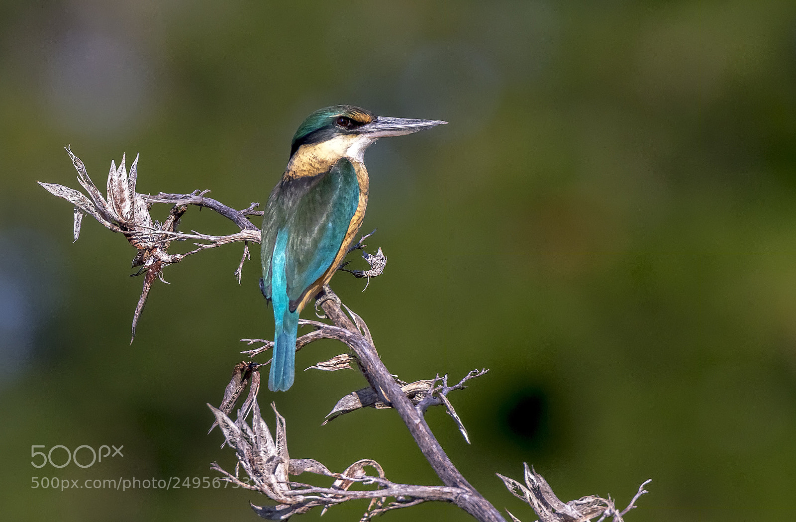 Canon EOS 7D sample photo. New zealand native kingfisher photography