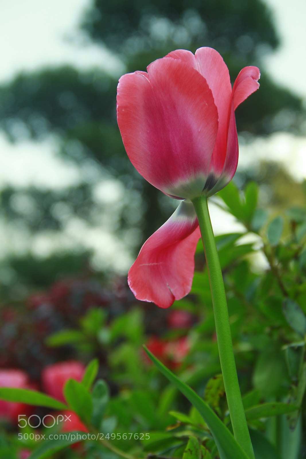 Canon EF-S 18-135mm F3.5-5.6 IS sample photo. 郁金香010 photography