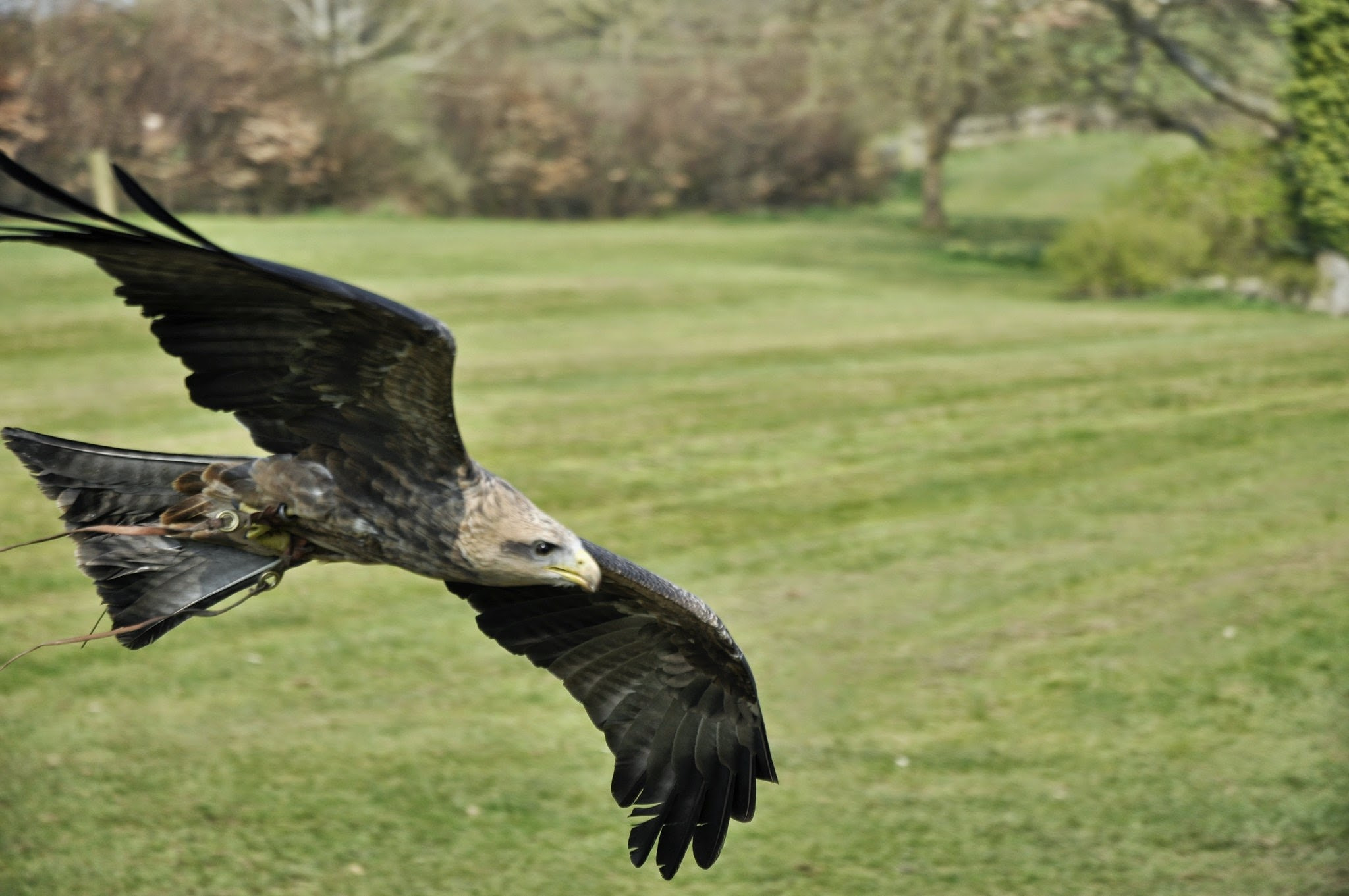Nikon D90 sample photo. Fly like a kite... photography