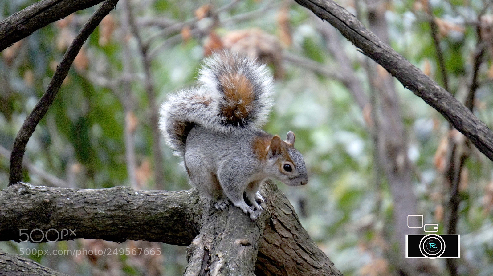 Sony Alpha NEX-5 sample photo. Ardilla. bosque de chapultepec photography