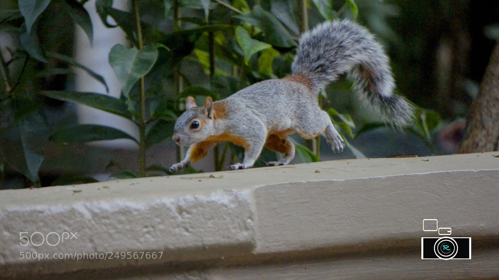 Sony Alpha NEX-5 sample photo. Ardilla. bosque de chapultepec photography