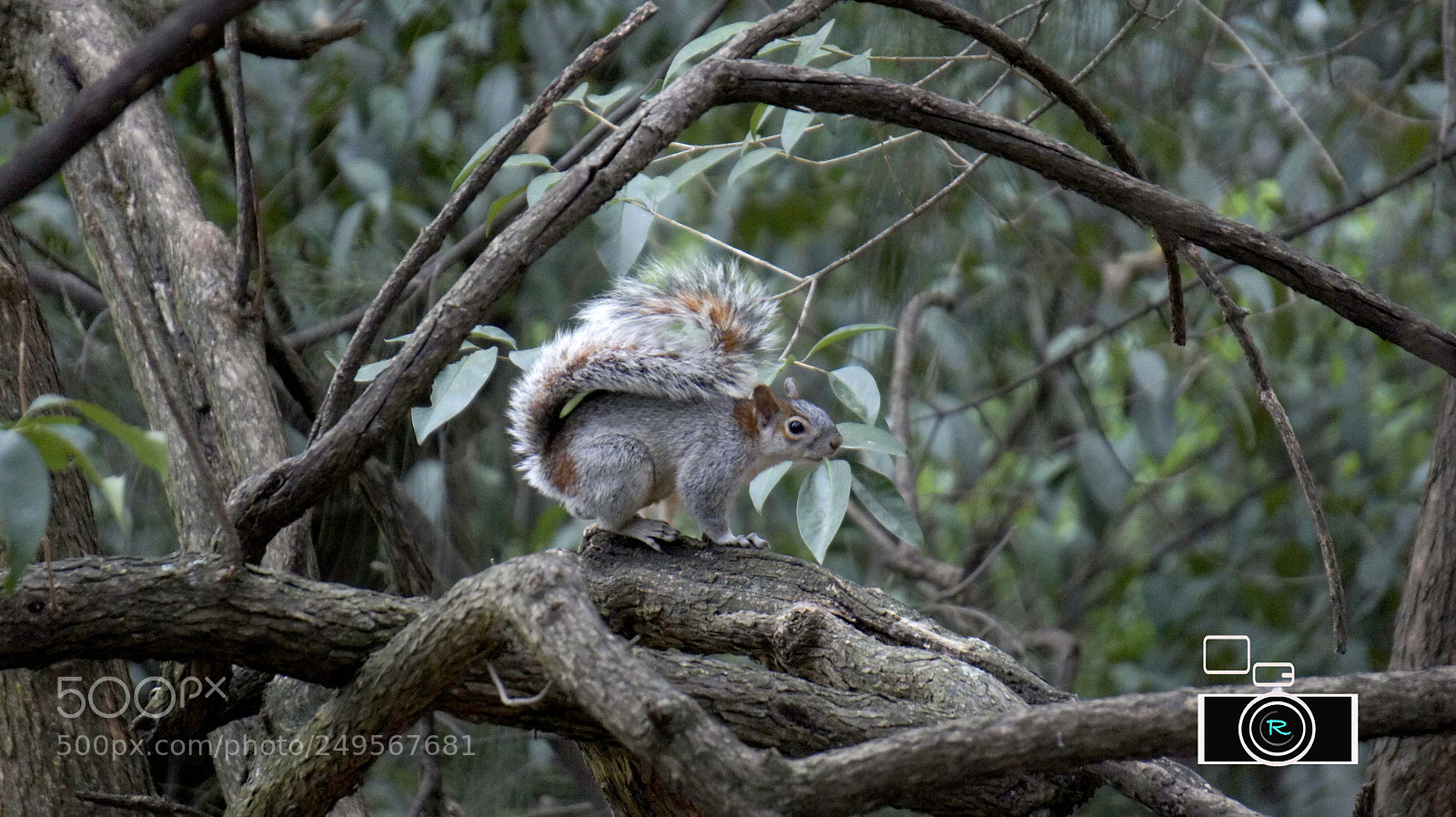 Sony Alpha NEX-5 sample photo. Ardilla. bosque de chapultepec photography