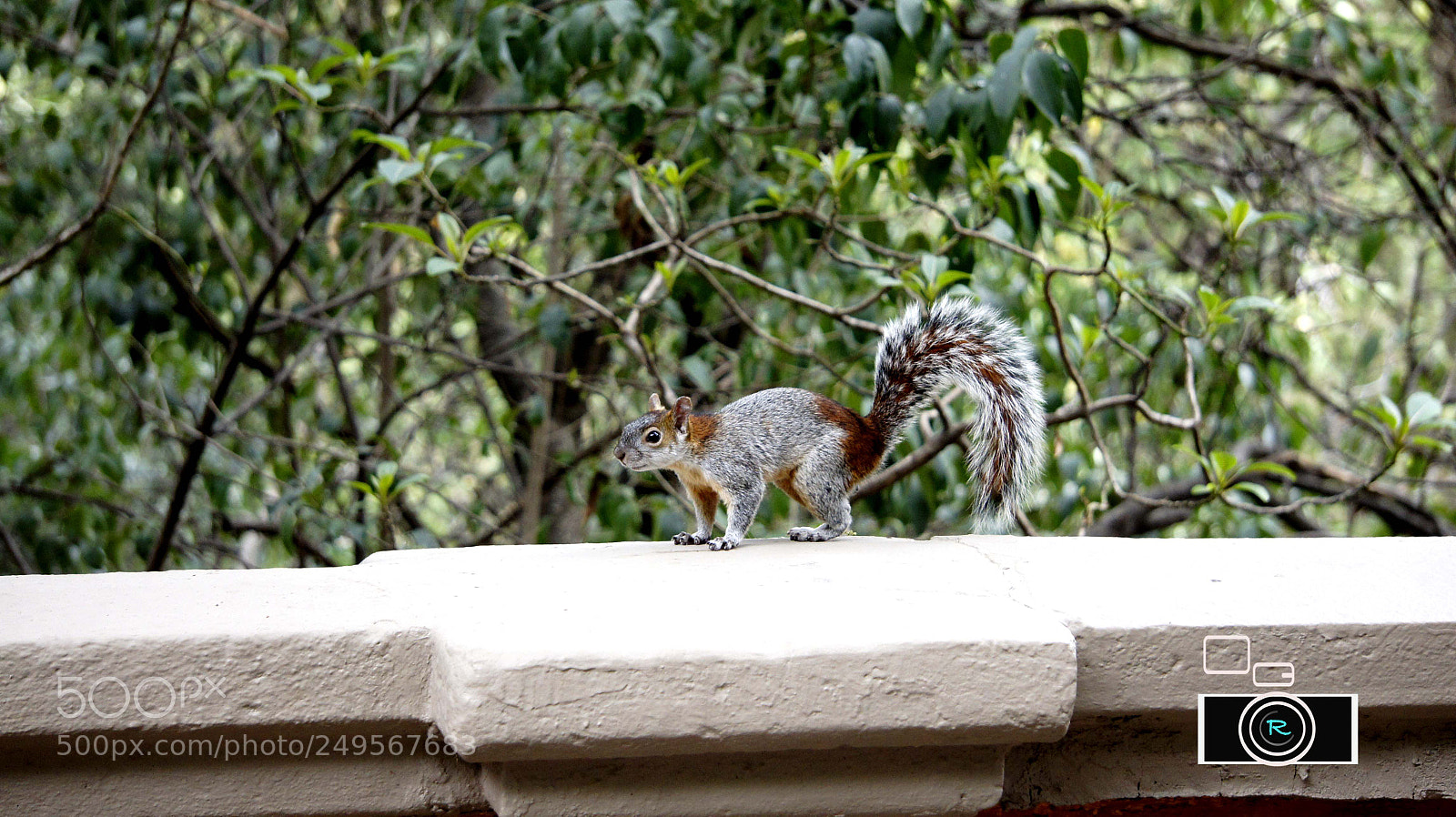 Sony Alpha NEX-5 sample photo. Ardilla. bosque de chapultepec photography