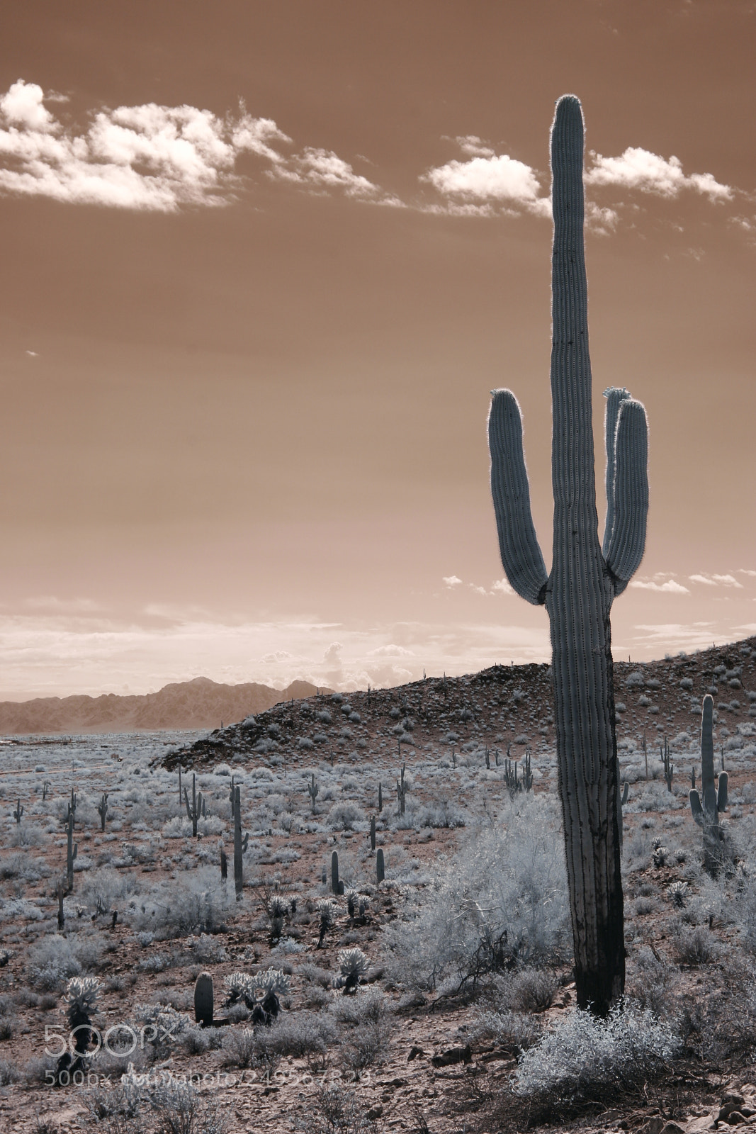 Canon EOS 20D sample photo. Casa grande az photography