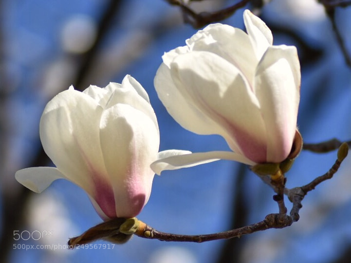 Nikon D7200 sample photo. ハクモクレン photography